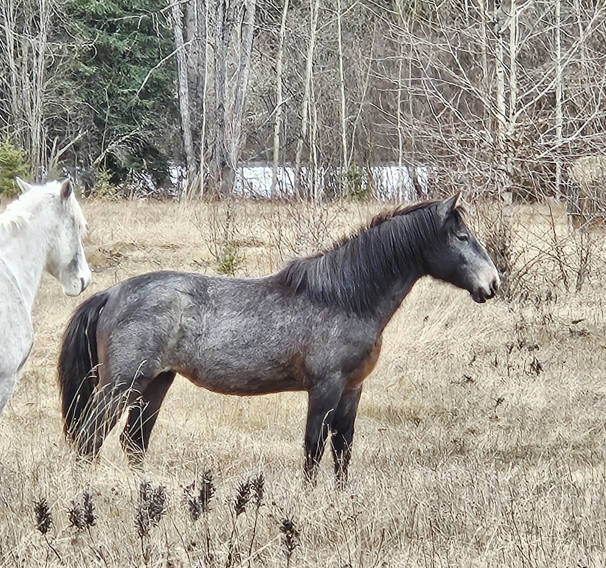 SHAKIRA 4 - LScott.jpg