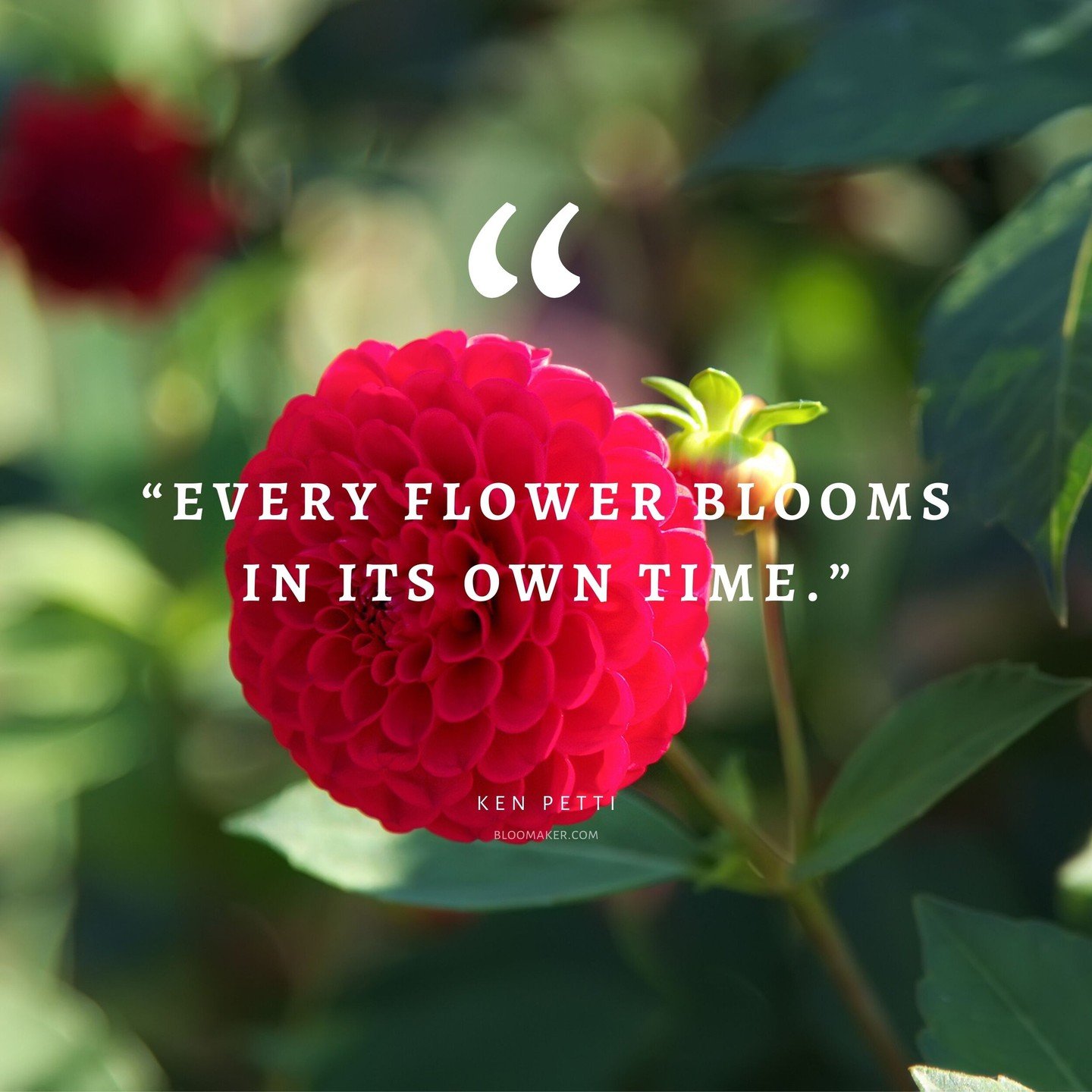 Flowers are a beautiful reminder of the power of patience.

Seeds must be planted in the soil before they can bloom, so whether you're in the dark or blooming in the sun, you're doing great!