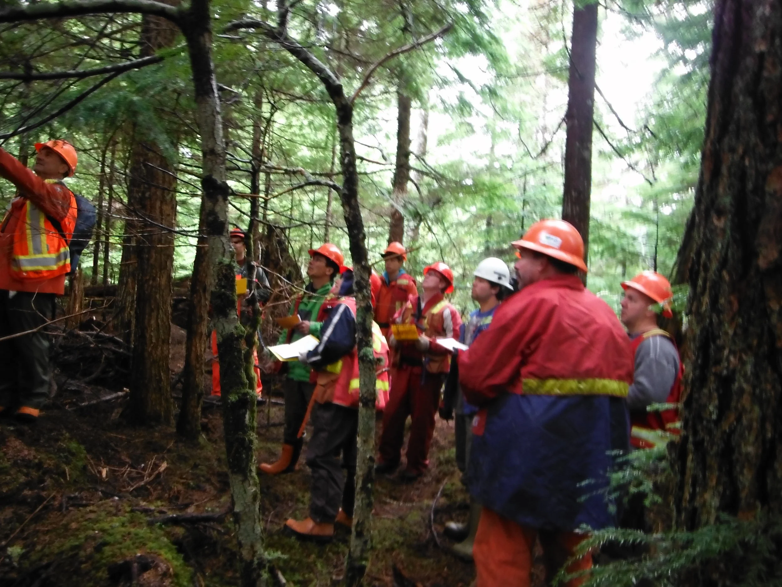Danger tree course-2013.jpg