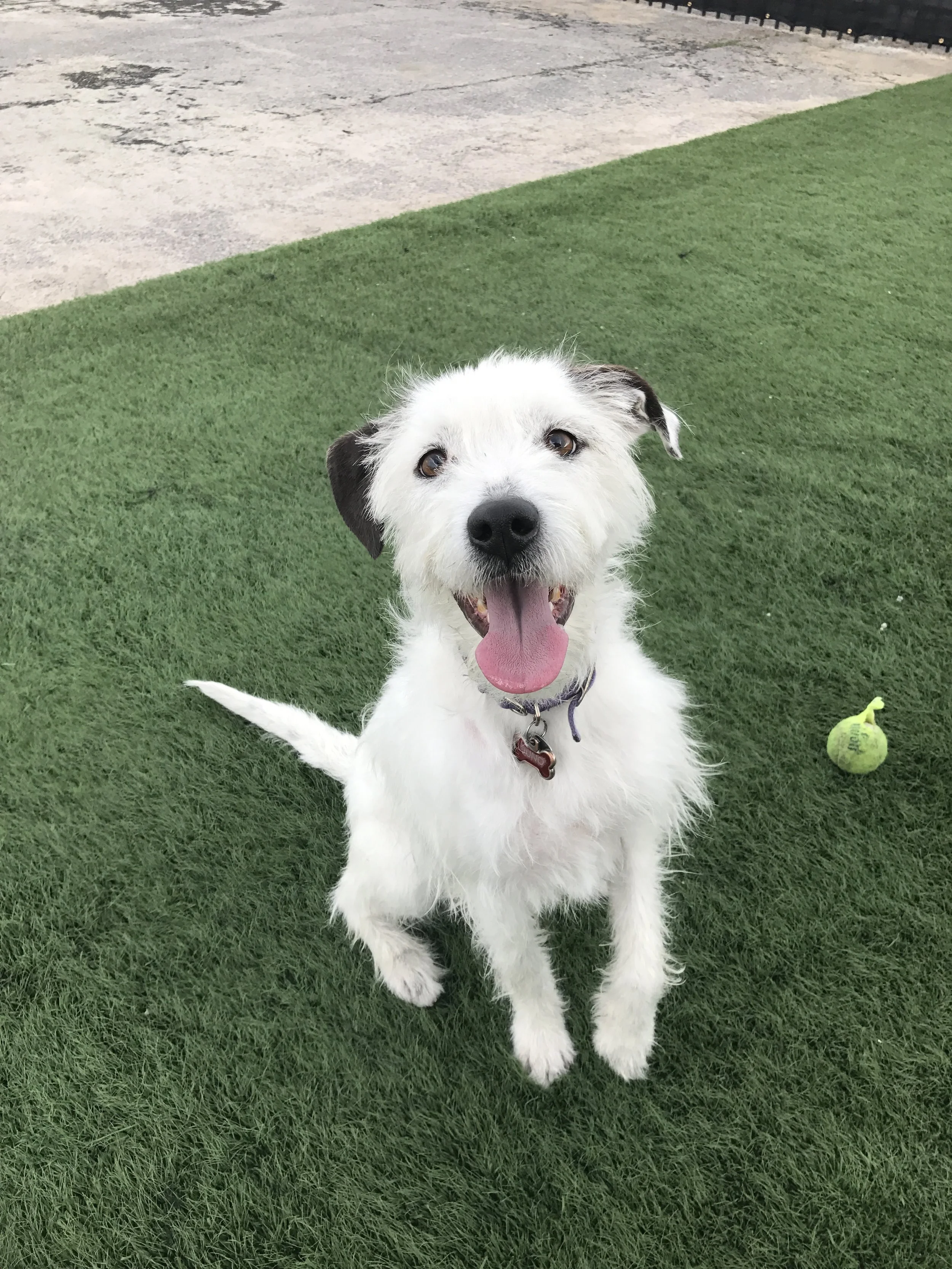 North Valley Veterinary Clinic kenneling and boarding services Antelope