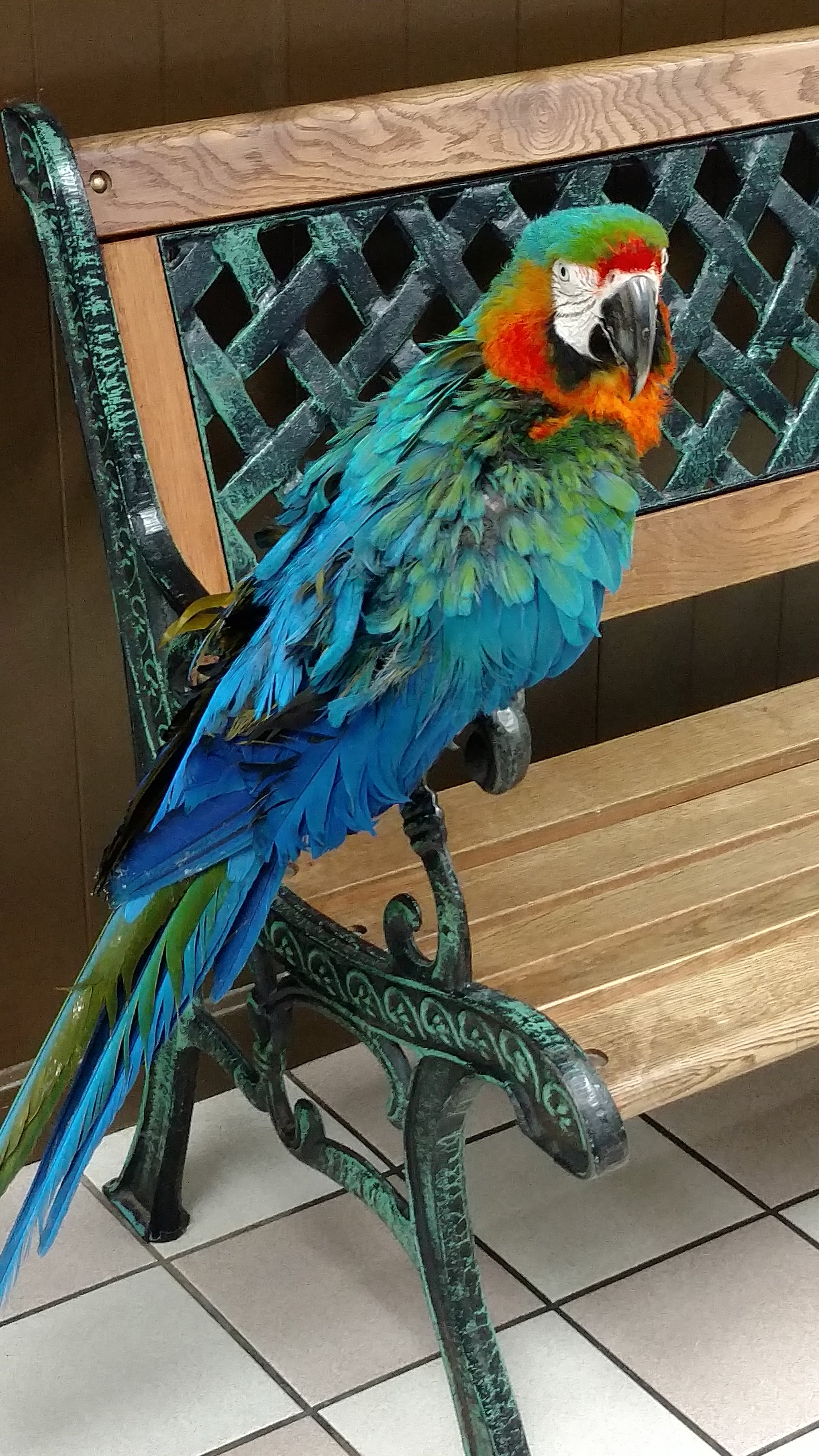 Parrot Blue.jpg