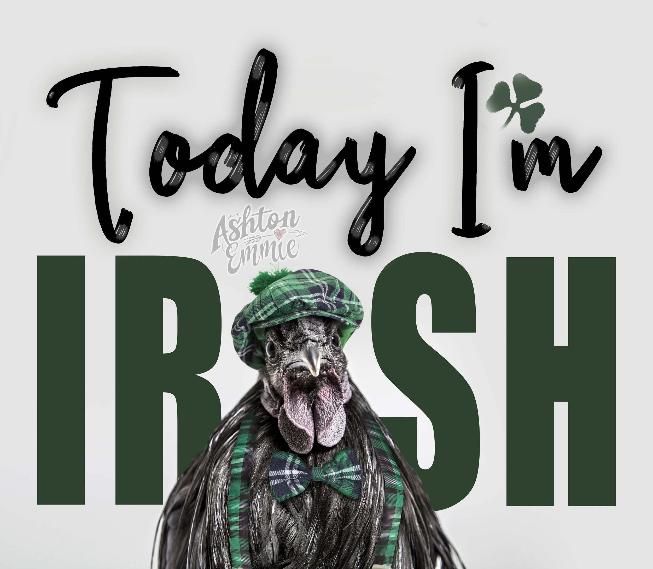Today I'm Irish Svart Hona