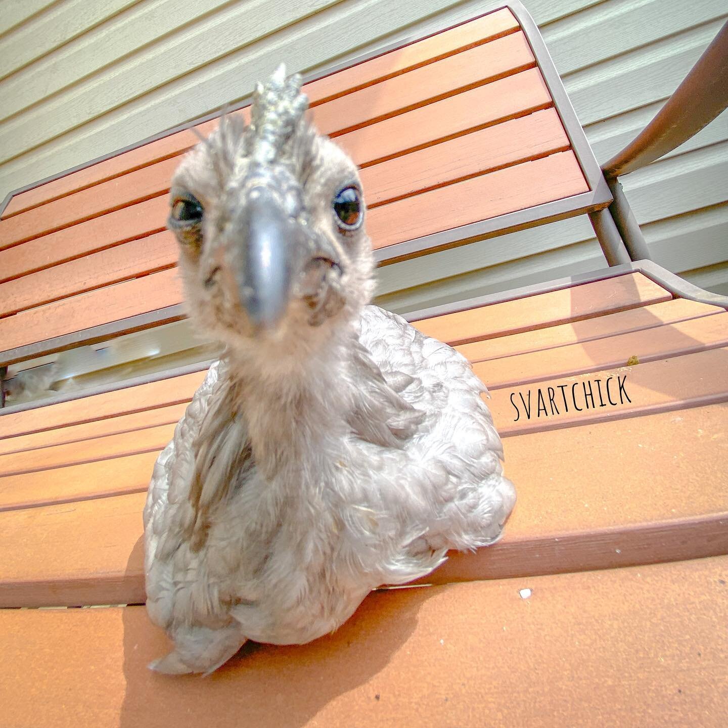 Does that wide angle lens make my beak look big? 

#wideangle #beak #hotchicks #chickensofinstagram #backyardchickens #wideangleshot #animalsofinstagram #distortion #svarthonachick #chicksofinstagram #funnychickens