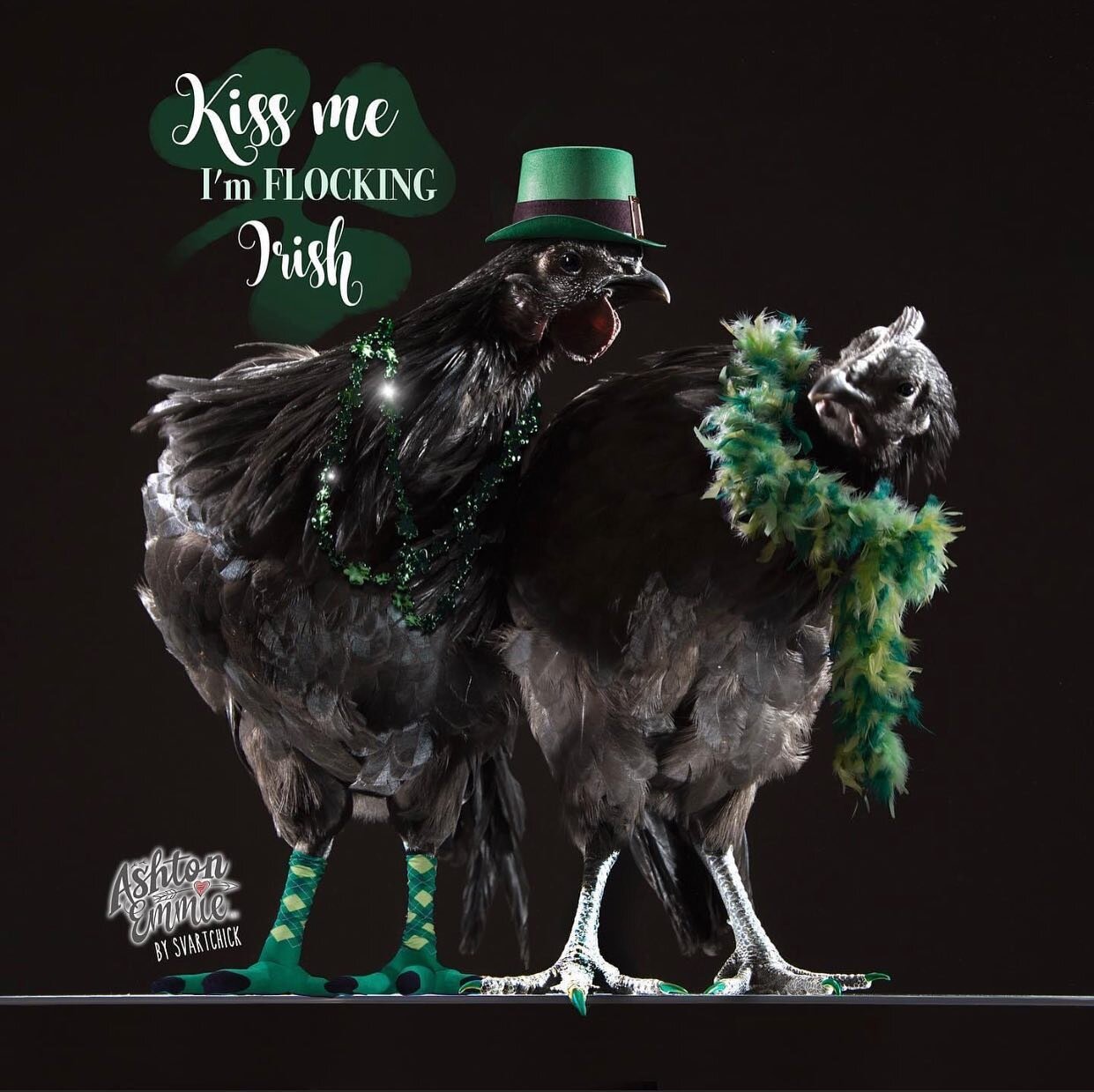 Kiss me I&rsquo;m Irish.. whoa dude, I don&rsquo;t think so.. 

#kissmekissmekissme #theluckoftheirish #todayimirish #chickensofinstagram #kissmeimirish🍀 #stpatricksday #love #chickenlove #irishchick