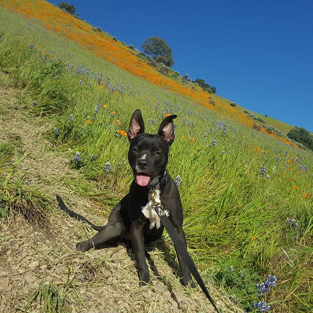 Pups first hike! Poppys are in full bloom! I feel so blessed to live in such a beautiful place #santabarbara #rescuepup #grasslandshike