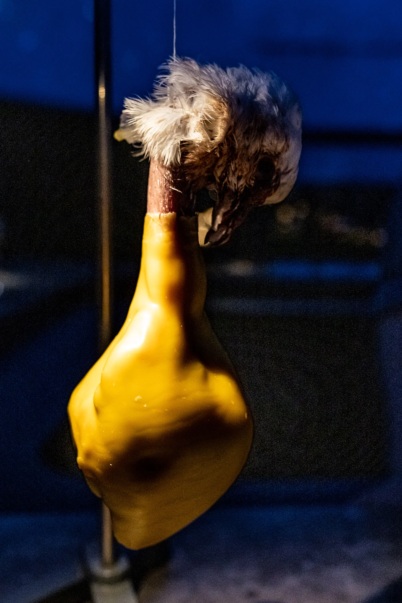 The Pigeon
