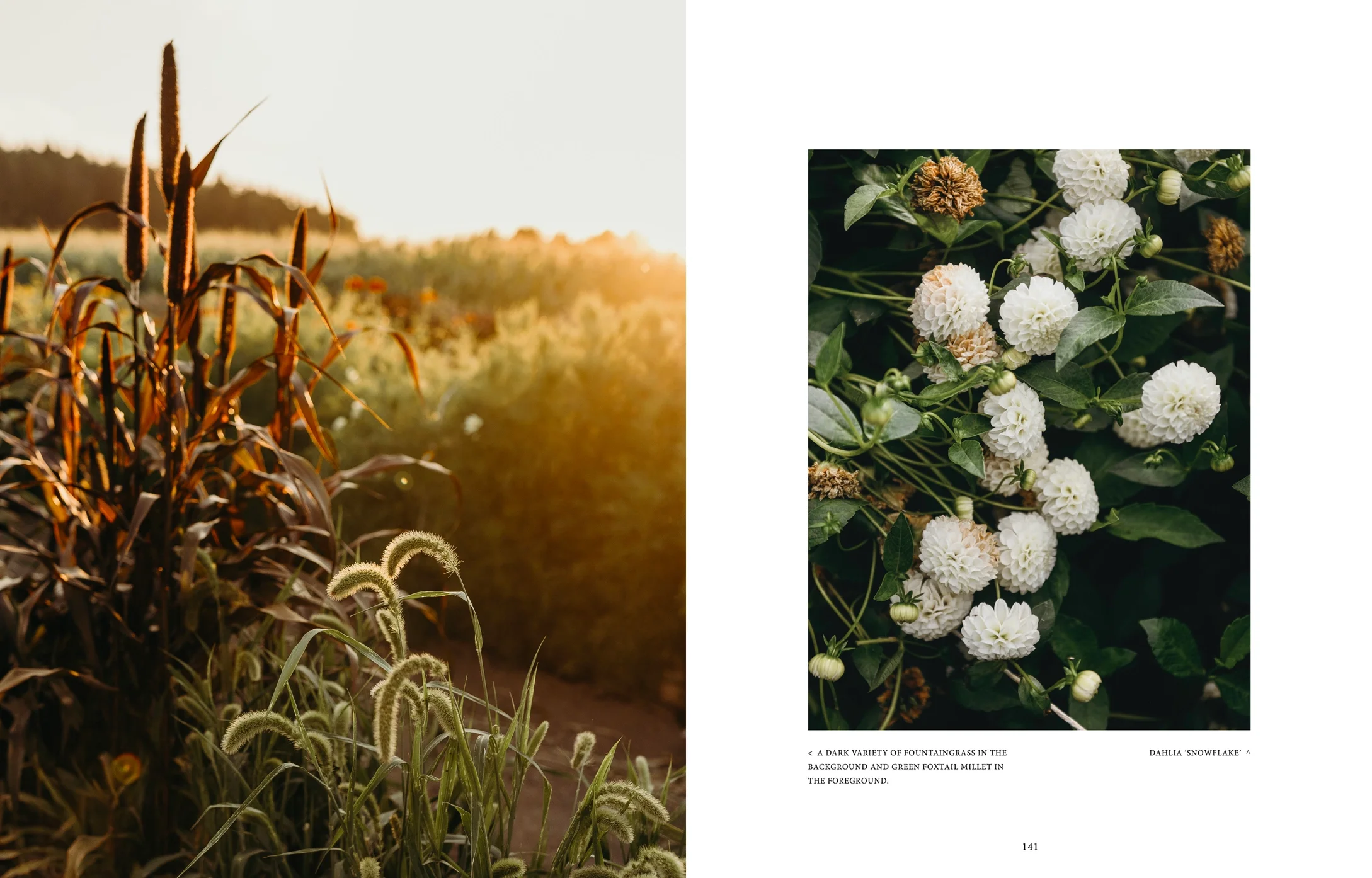 Where Flowers Bloom - English book -Atelier Trema1.jpeg.webp