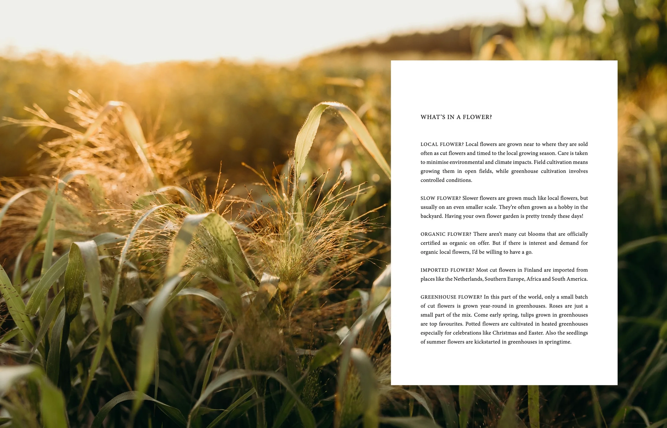 Where Flowers Bloom - English book -Atelier Trema6.jpeg.webp