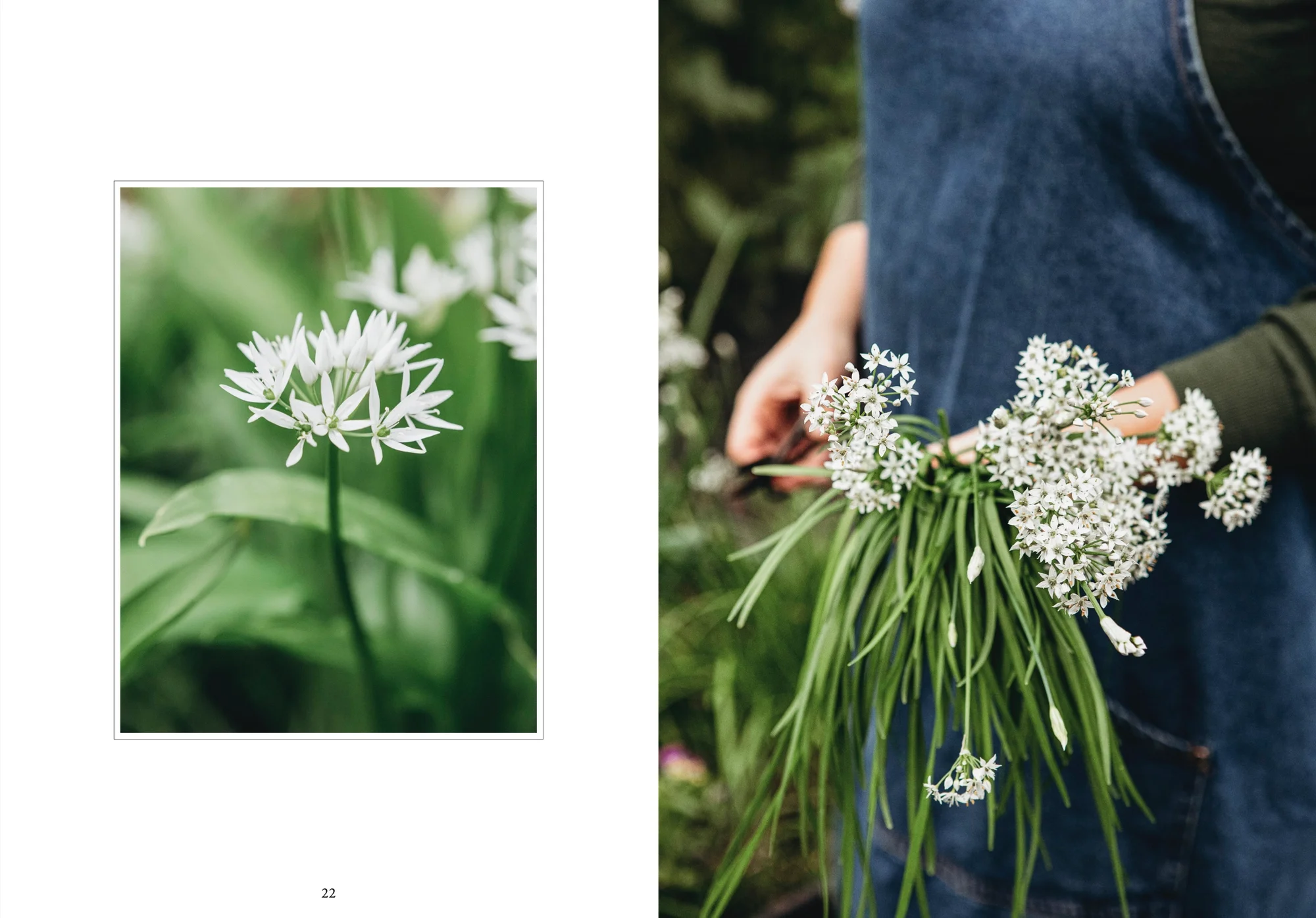 Living with herbs - English book - Atelie Trema5.jpeg.webp