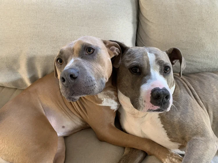 When is National Rescue Dog Day: Celebrate Heroes with Heart