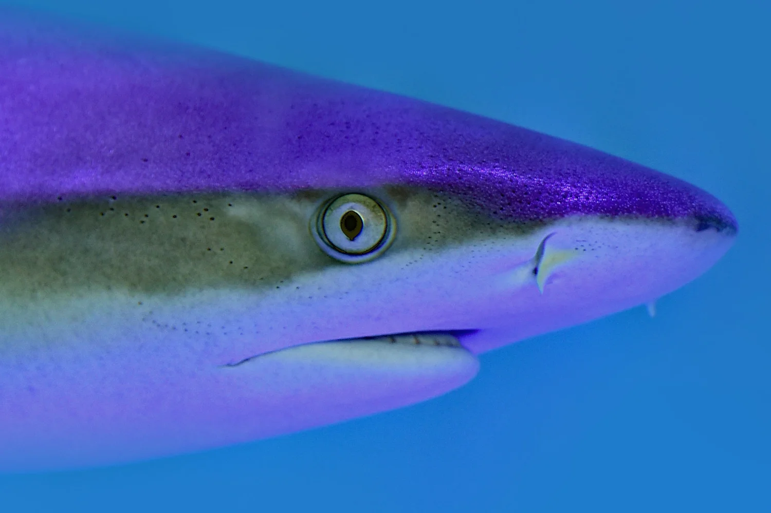 Episode 3 - I Would Chainsaw Off a Shark's Head
