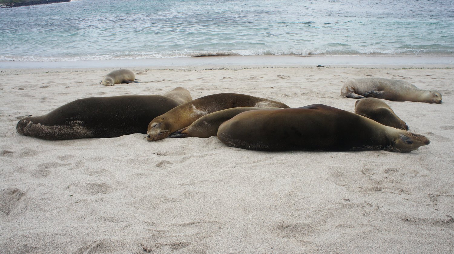 Episode 7 - Marine Mammal Murder Mysteries