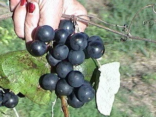 The Serpent S Tooth Sunday Suppers Mustang Grape Dry Red Wine Recipe Different Drummer Movie Reviews For Film Loving Foodies