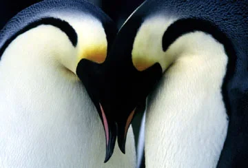 March of the Penguins: Penguin Party Log and Iceberg Parfait Recipe 🥁🥁🥁🥁