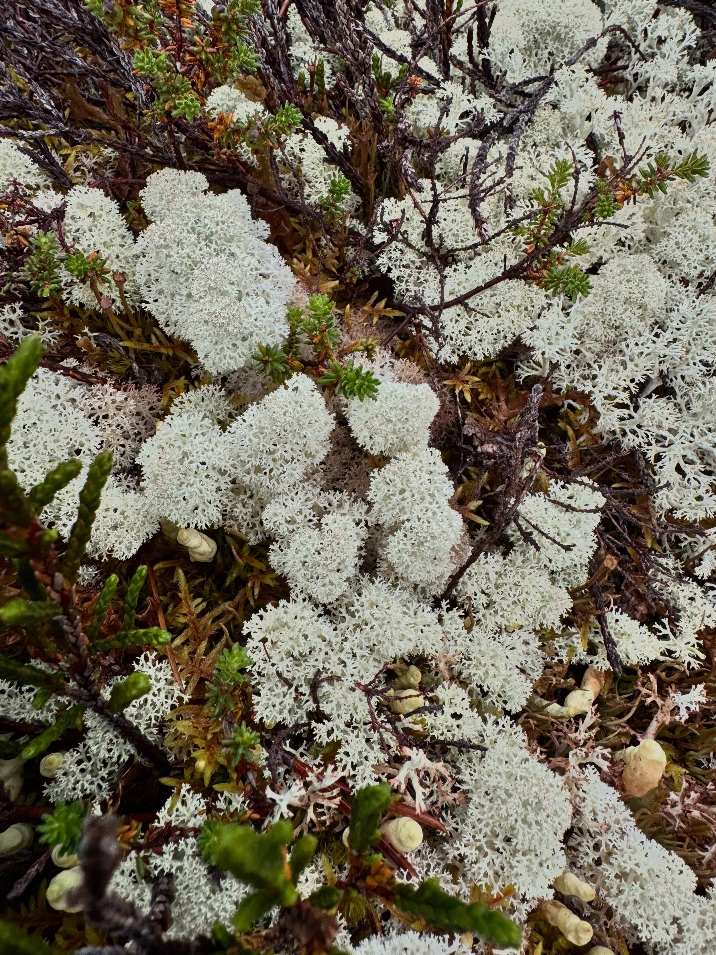 INVITATION >> perspective from lower to the ground. 

When I am in the mountains, I am just in as much awe of the tiny flowers and moss and shrubs that grow, as I am of the majestic mountain ranges, glacial lakes and incredible views. 

Invitat