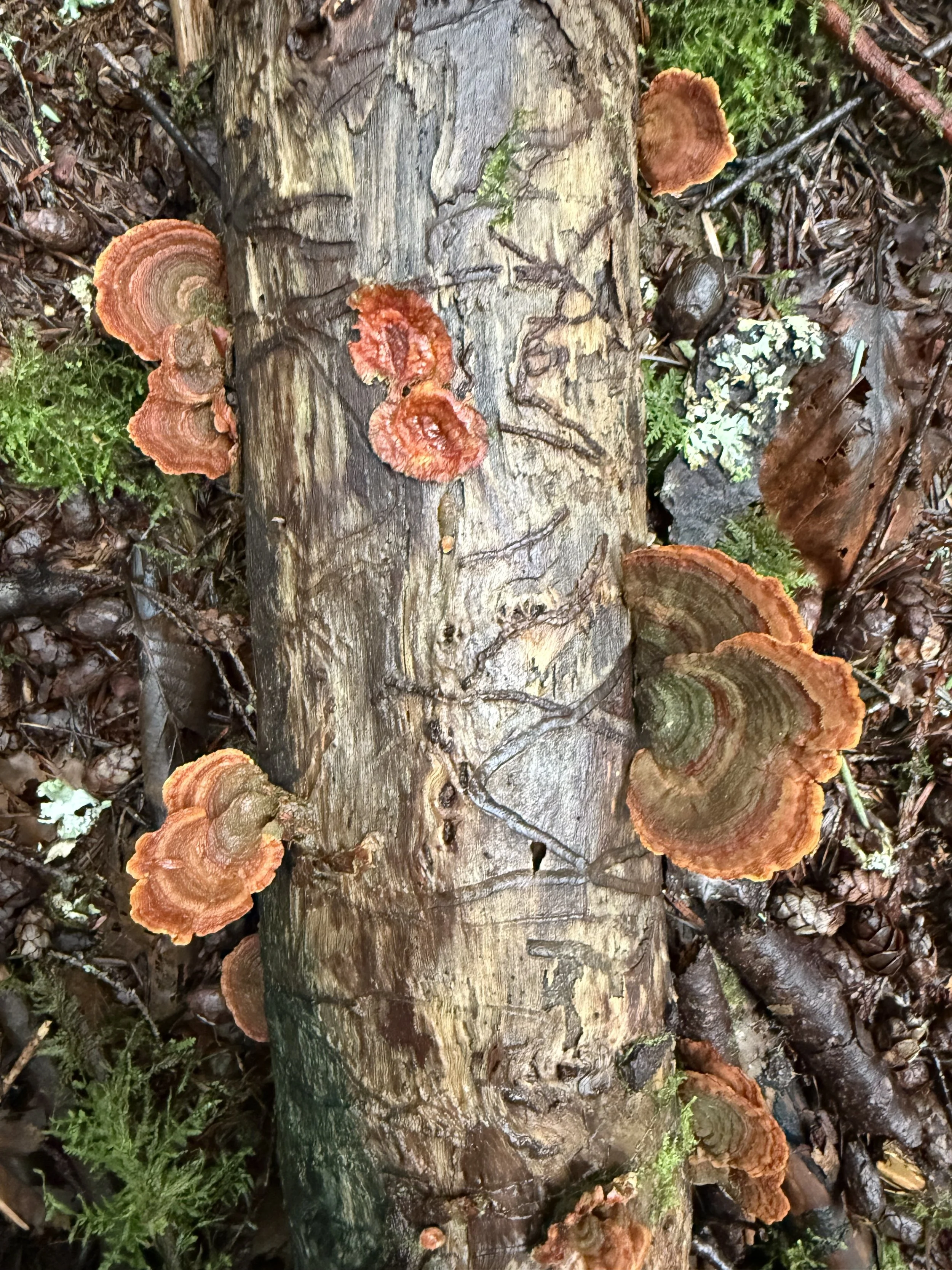 30 Days to Mindful Living