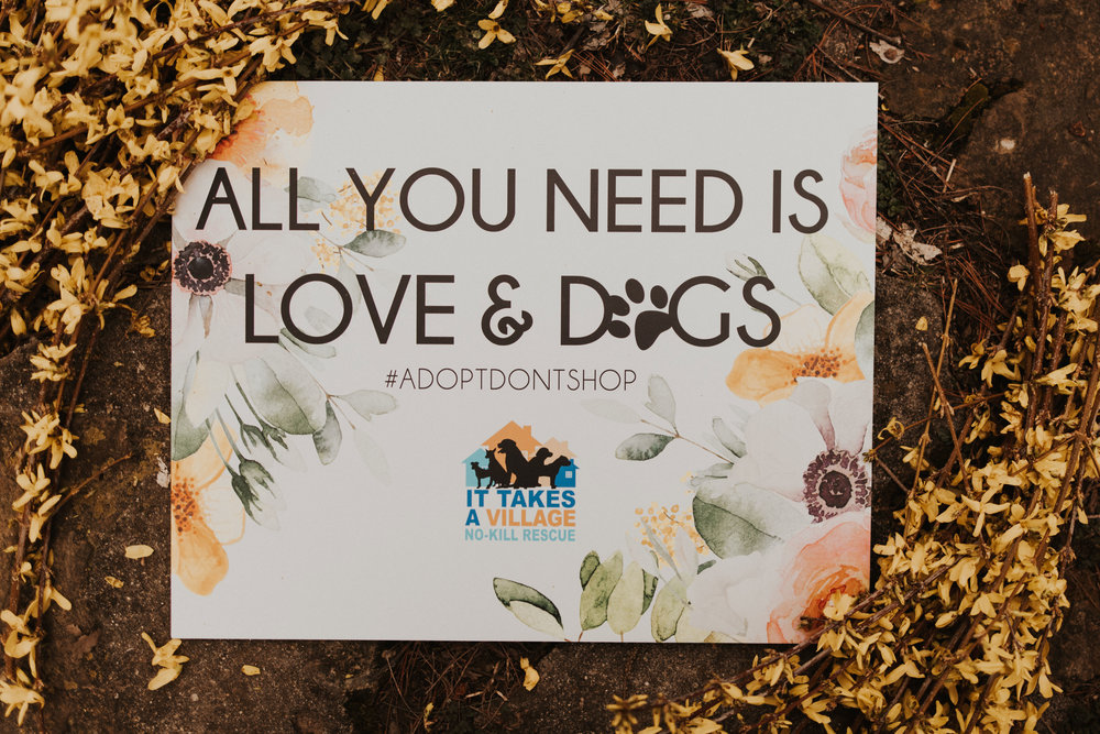 Love and Dogs