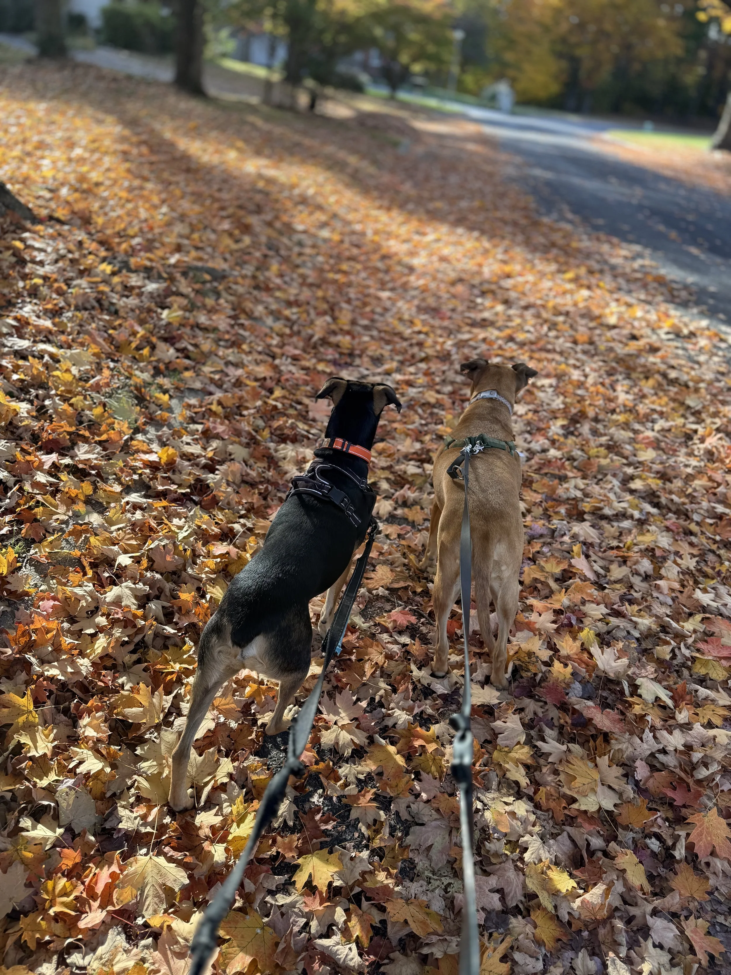 Messi &amp; Fiona