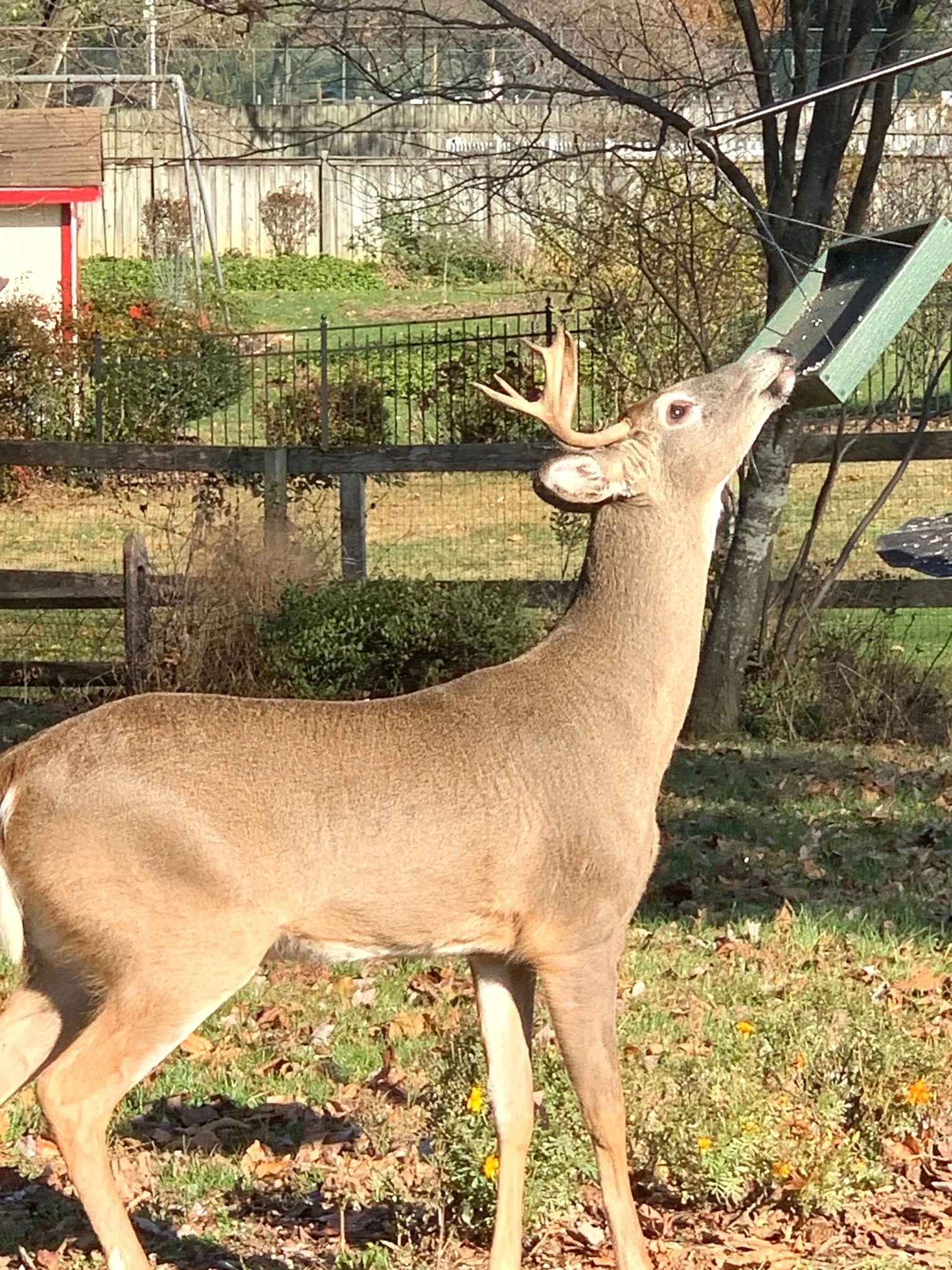 White Tail Deer