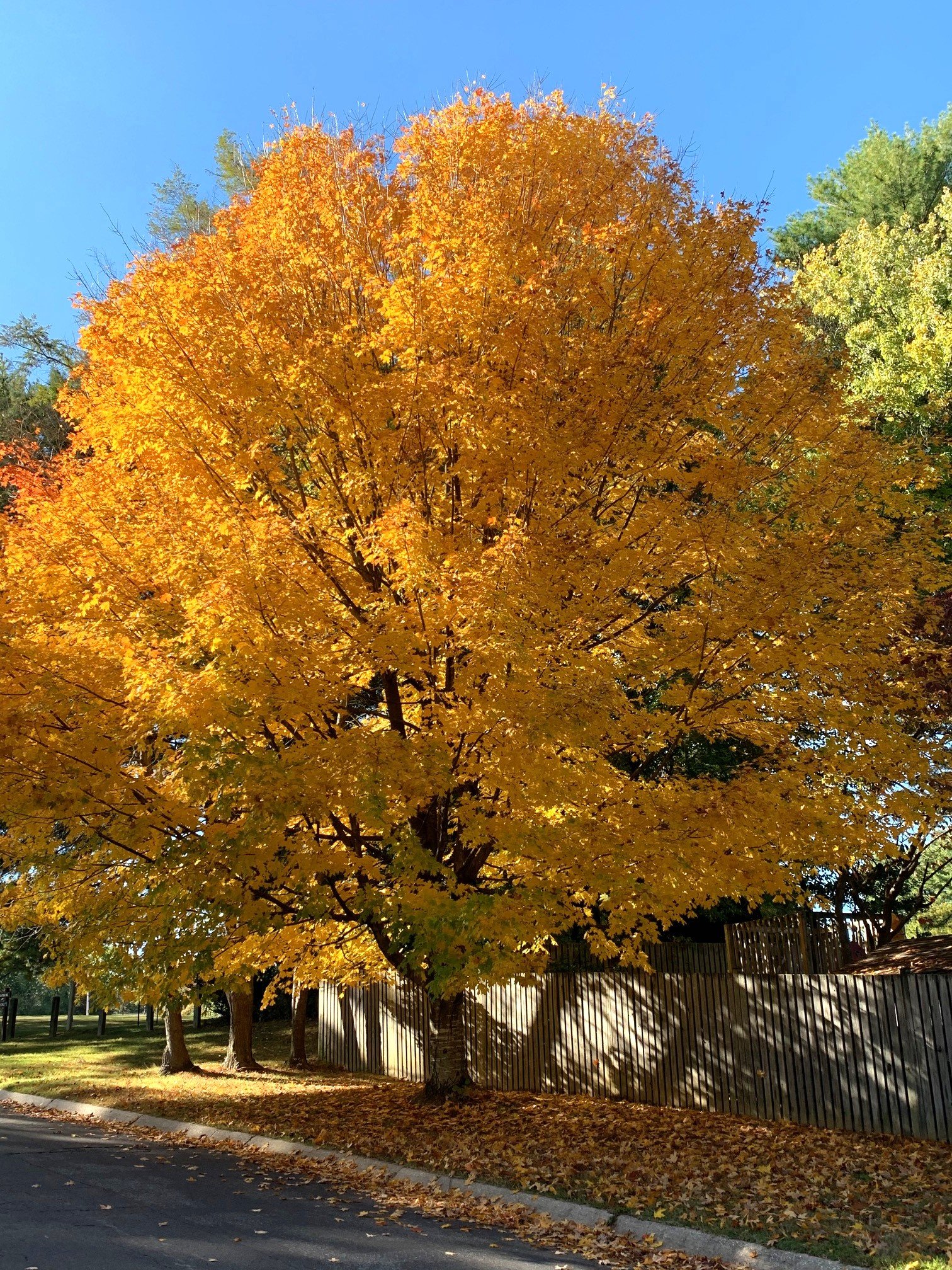 Sugar Maple