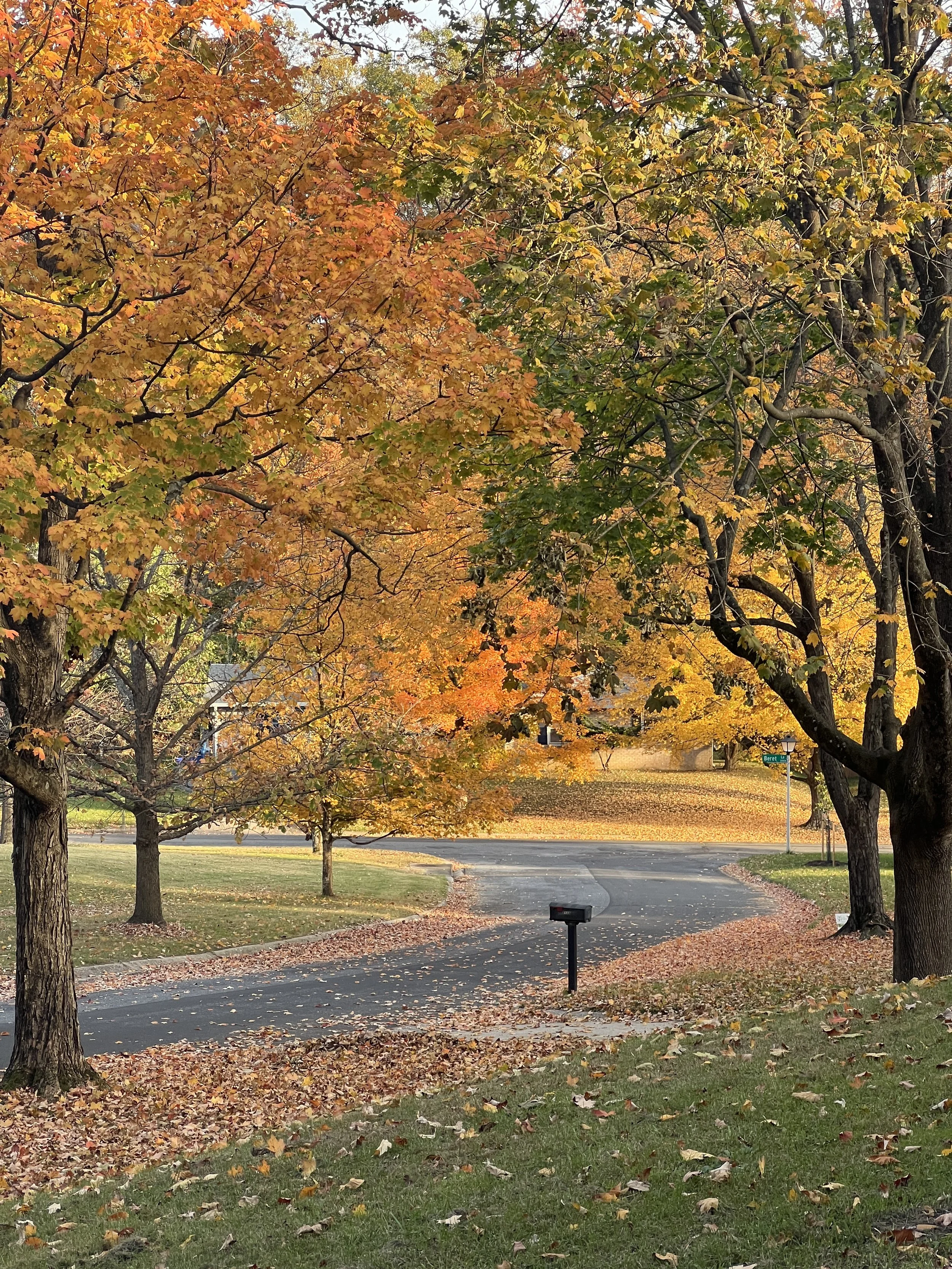 Fall Colors