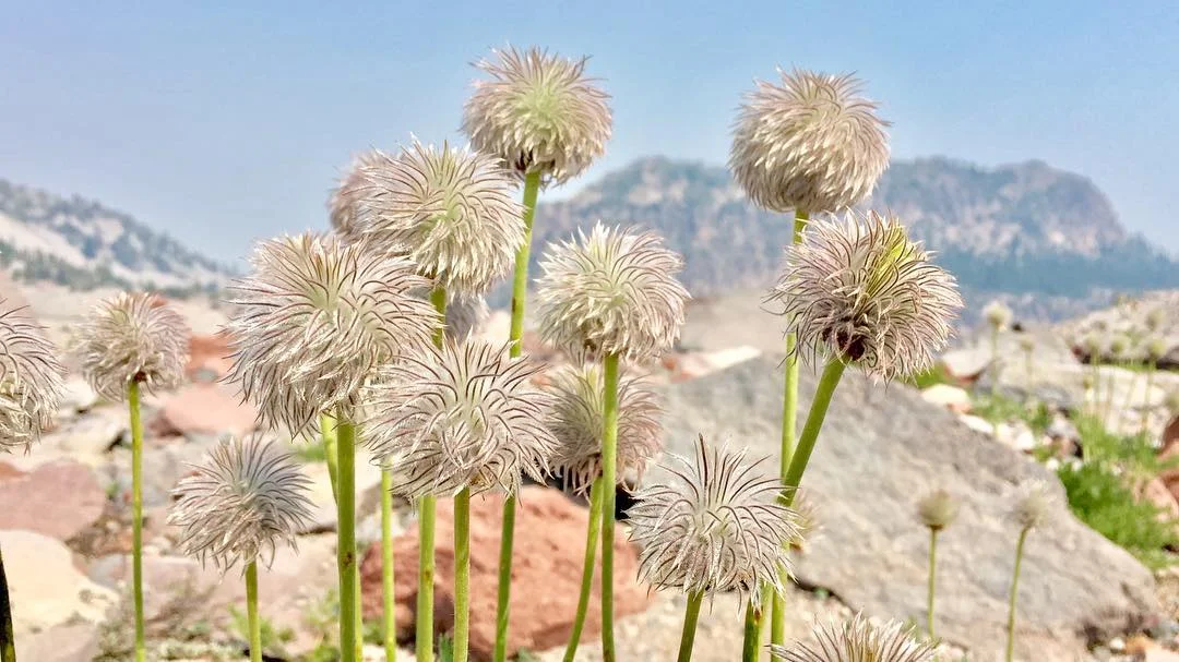 Mt. Shasta Vortex Tours Ascended Masters