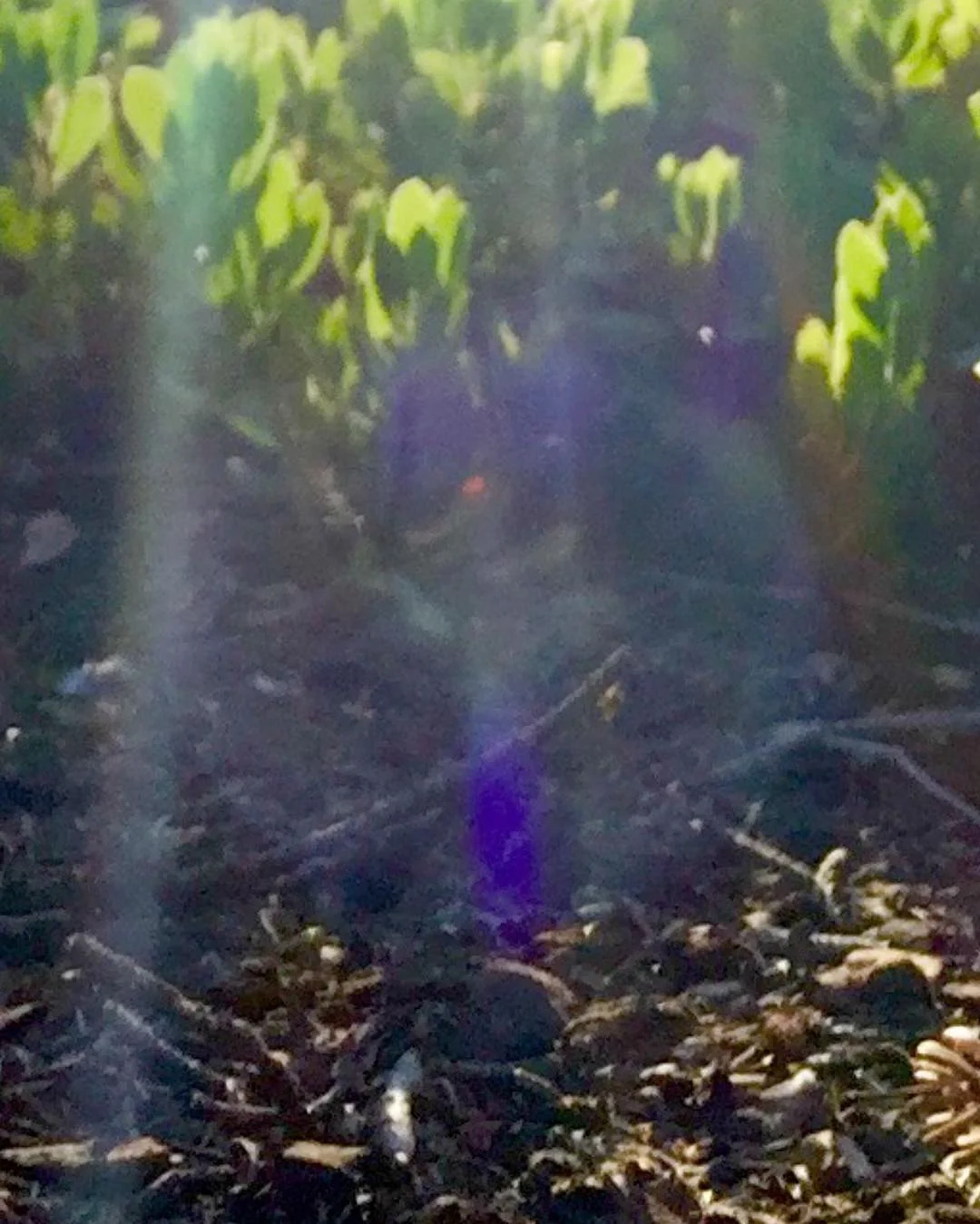 mt. Shasta Vortex Tours Fairy Garden