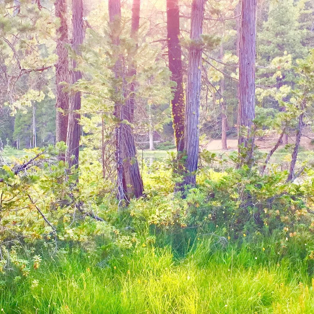 Mt. Shasta Vortex Tours Lemurian energy