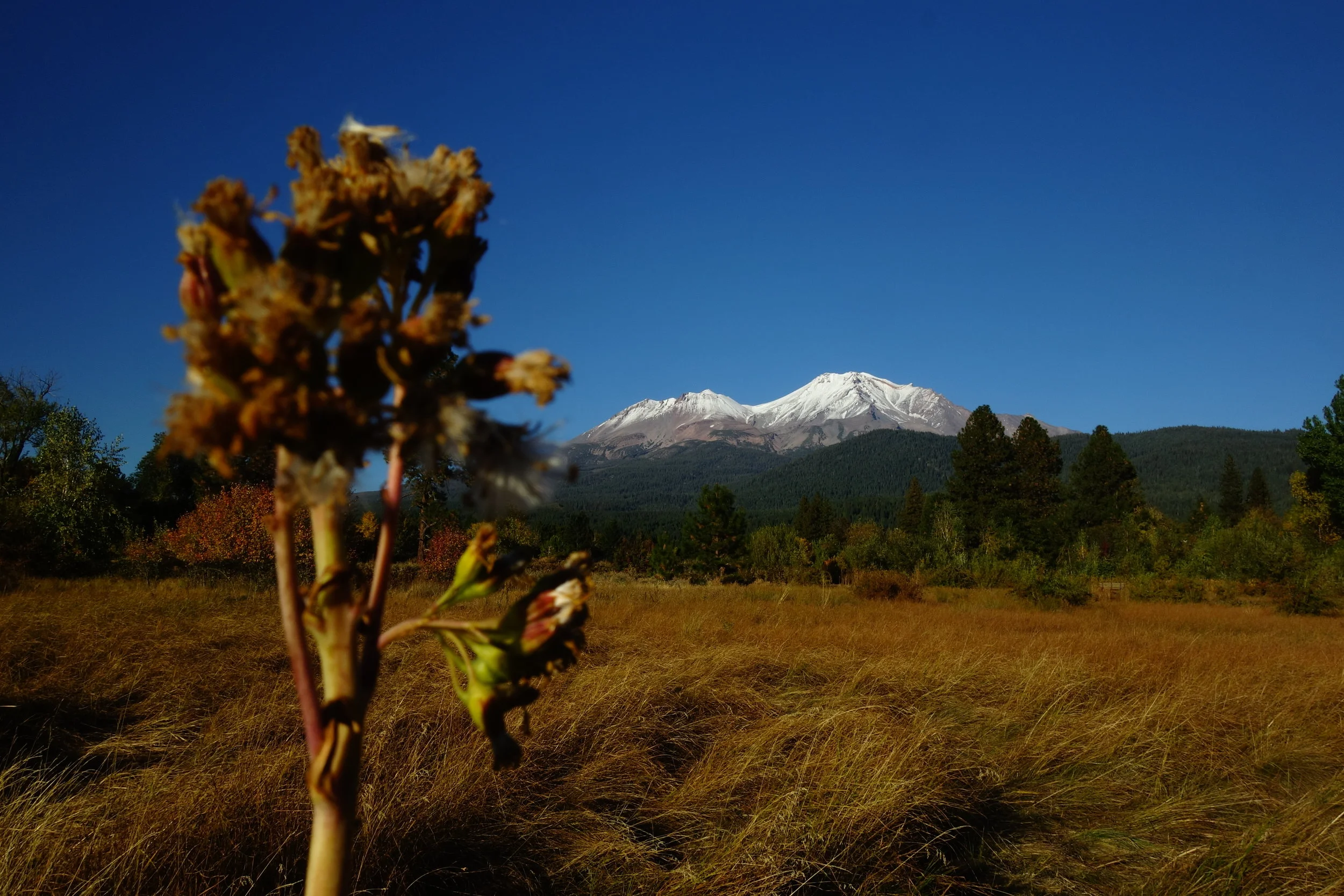 Mt Shasta Spiritual Tours . Mt Shasta Guide