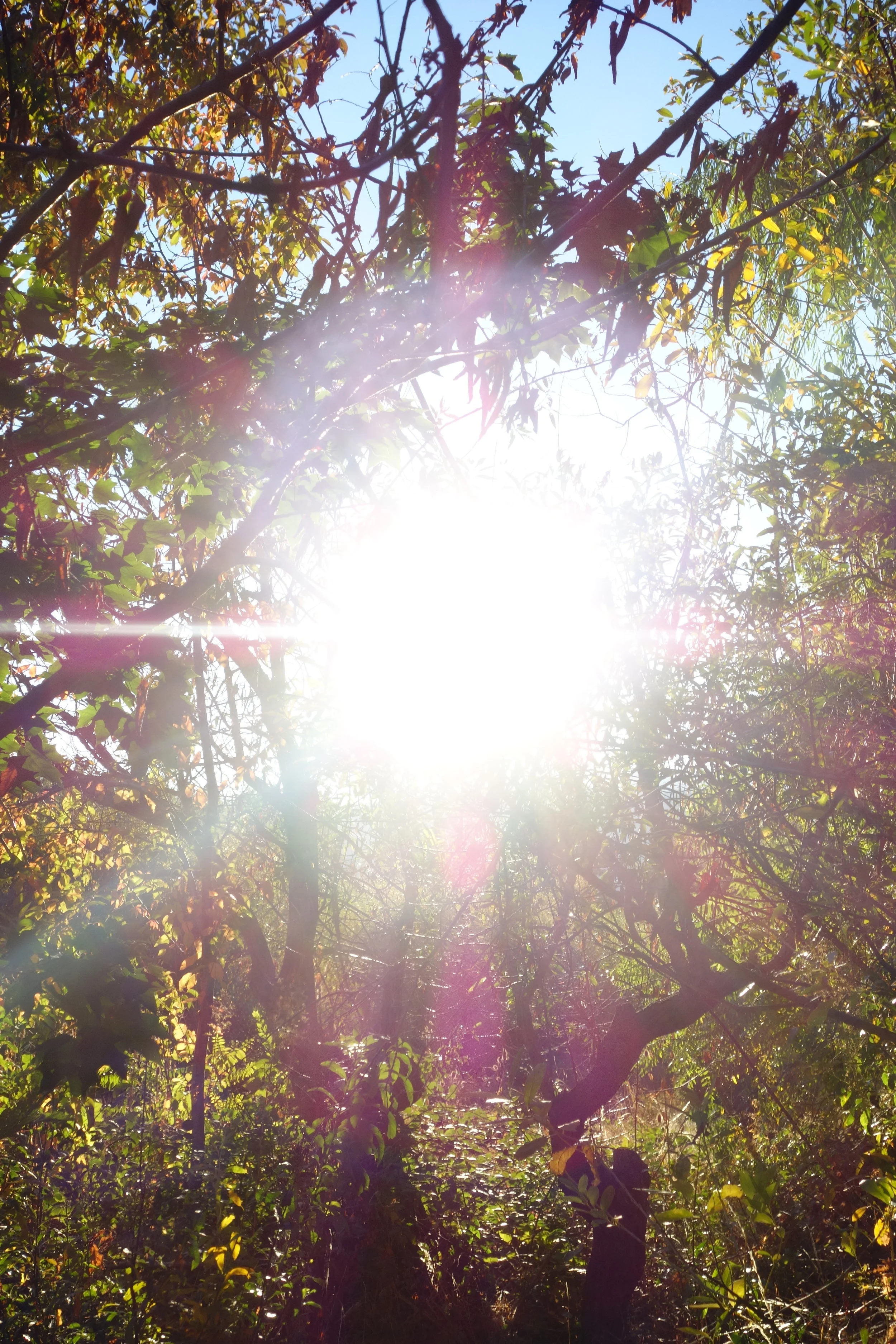 Mt Shasta Spiritual Tours . Mt Shasta Guide