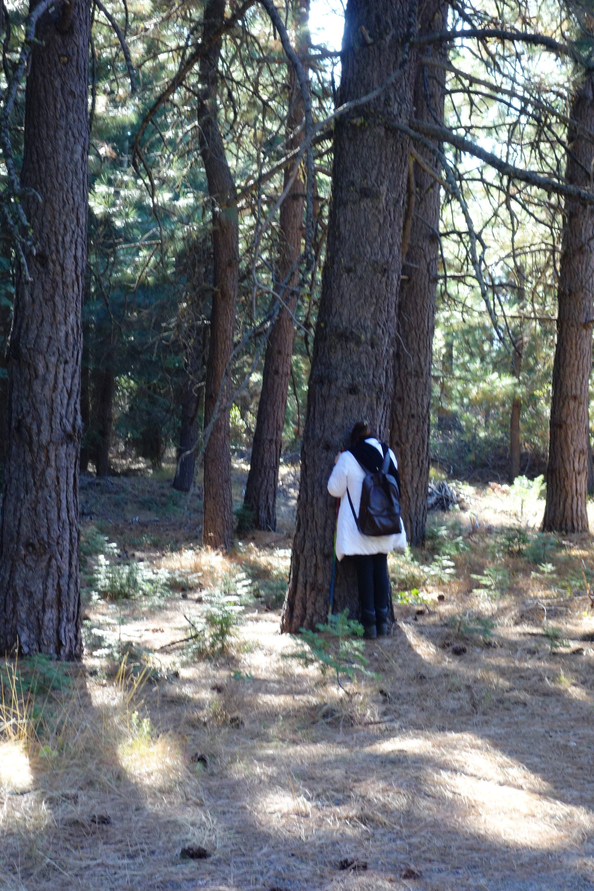 Mt Shasta Spiritual Tours