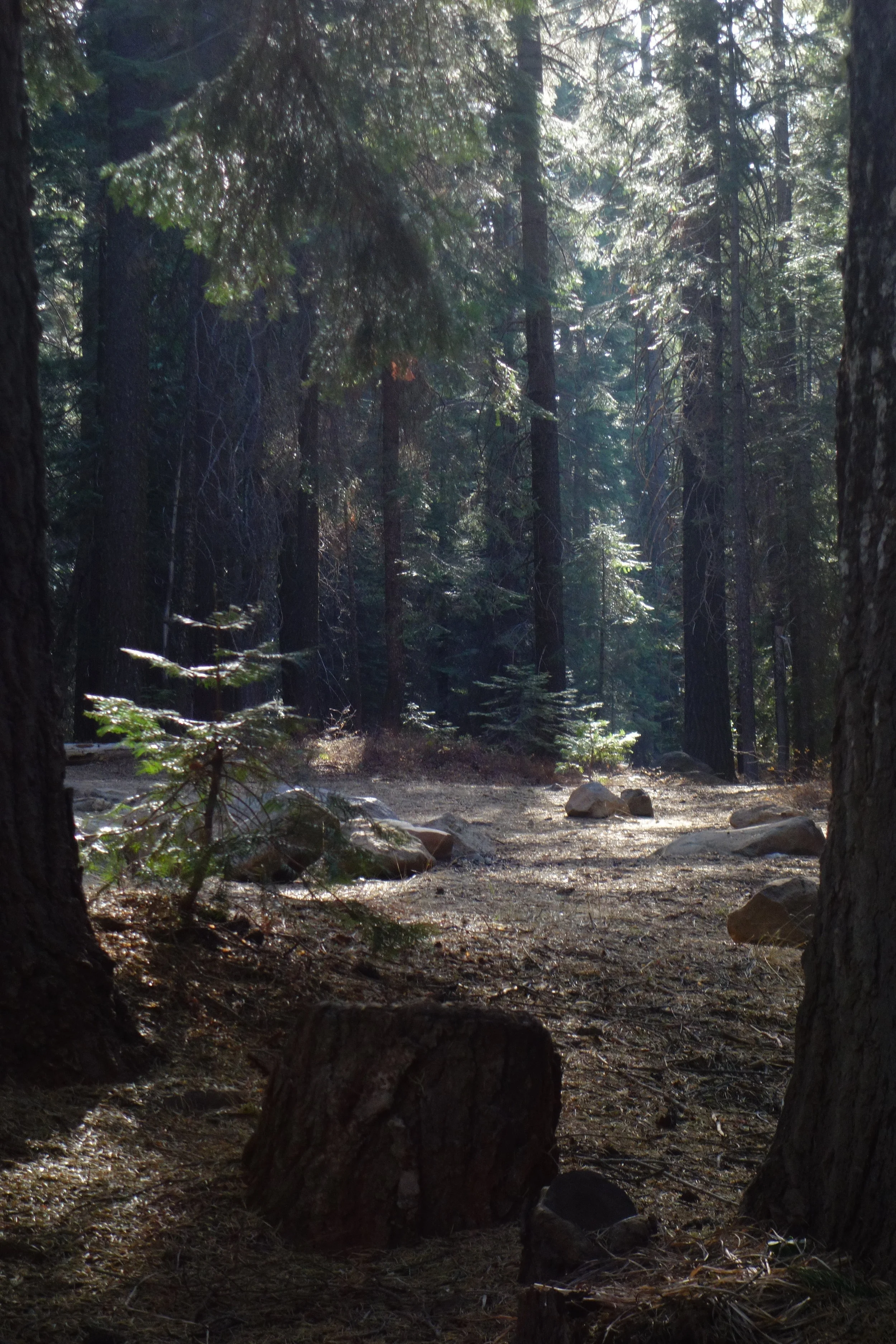 mt. Shasta Spiritual Tours Homepage