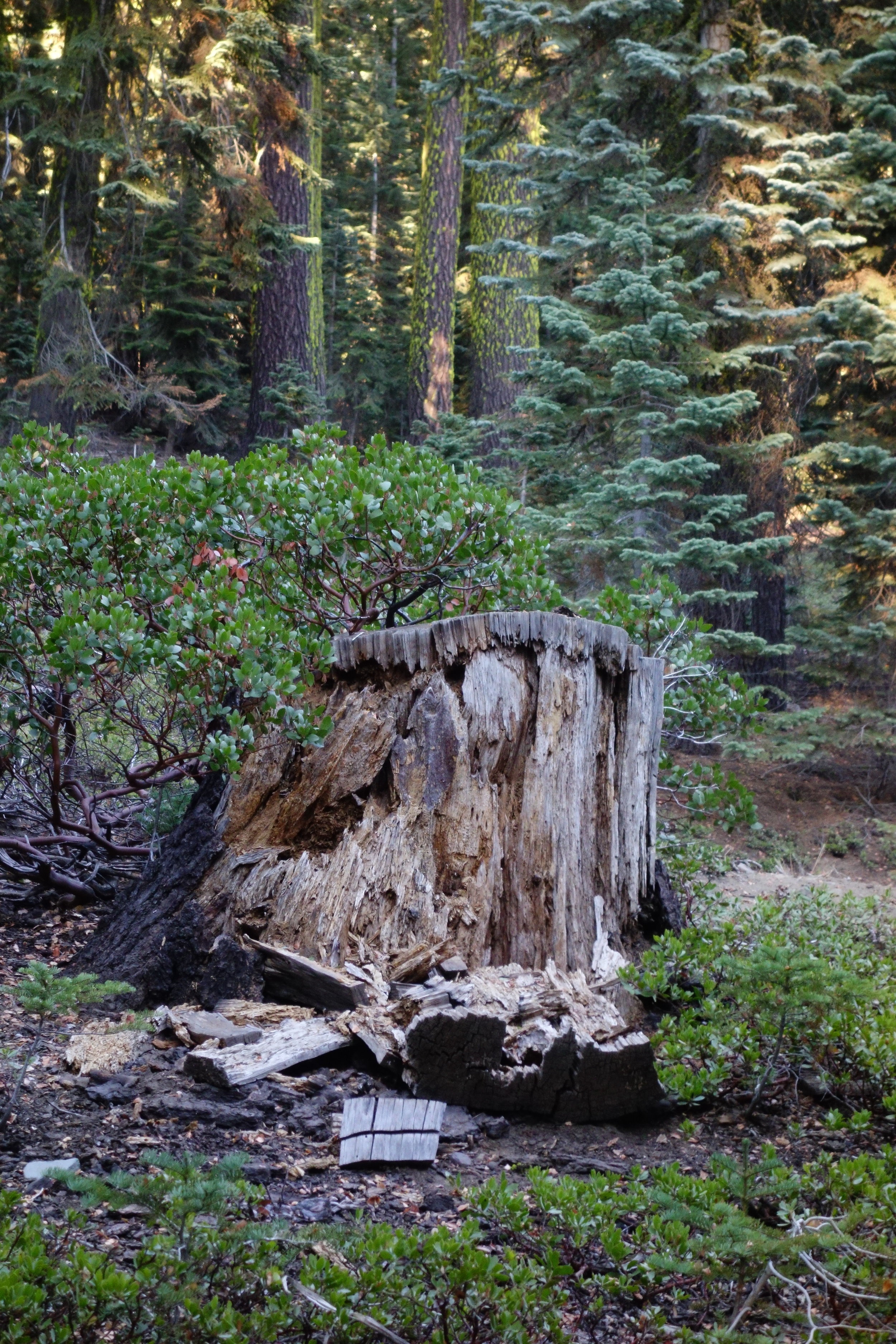 mt. Shasta Spiritual Tours 