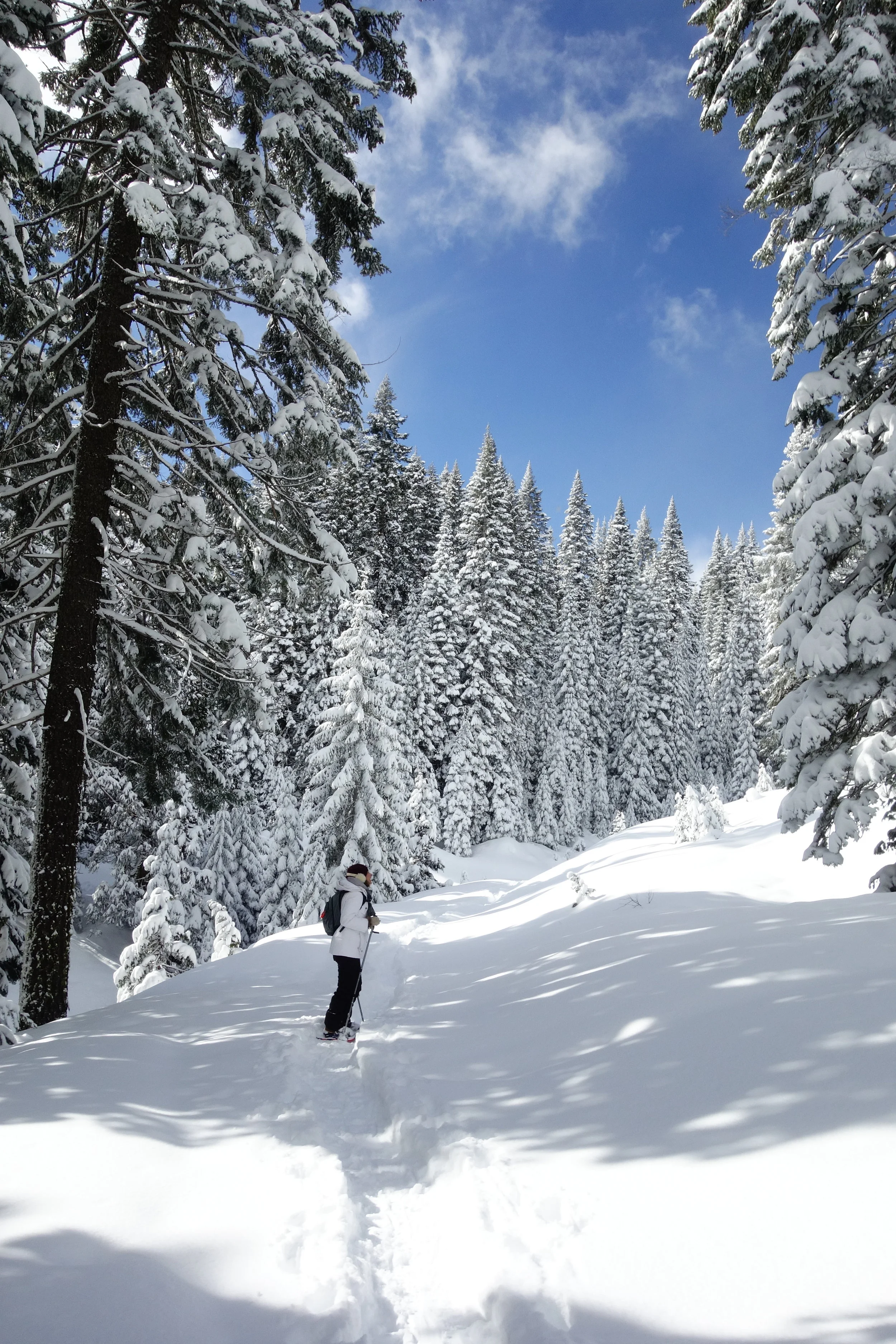 Mt. Shasta Spiritual Tours