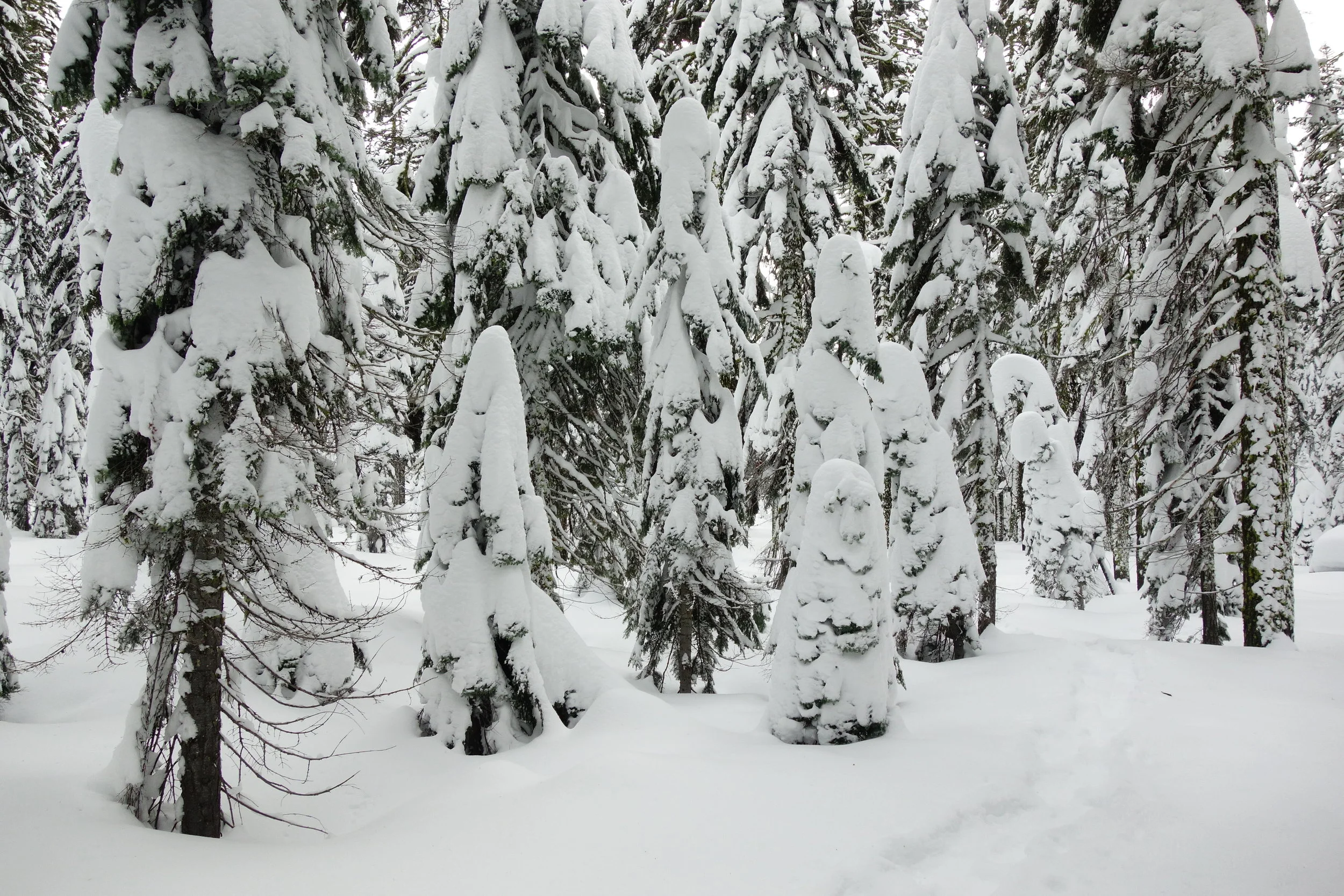 Mt Shasta Spiritual Tours