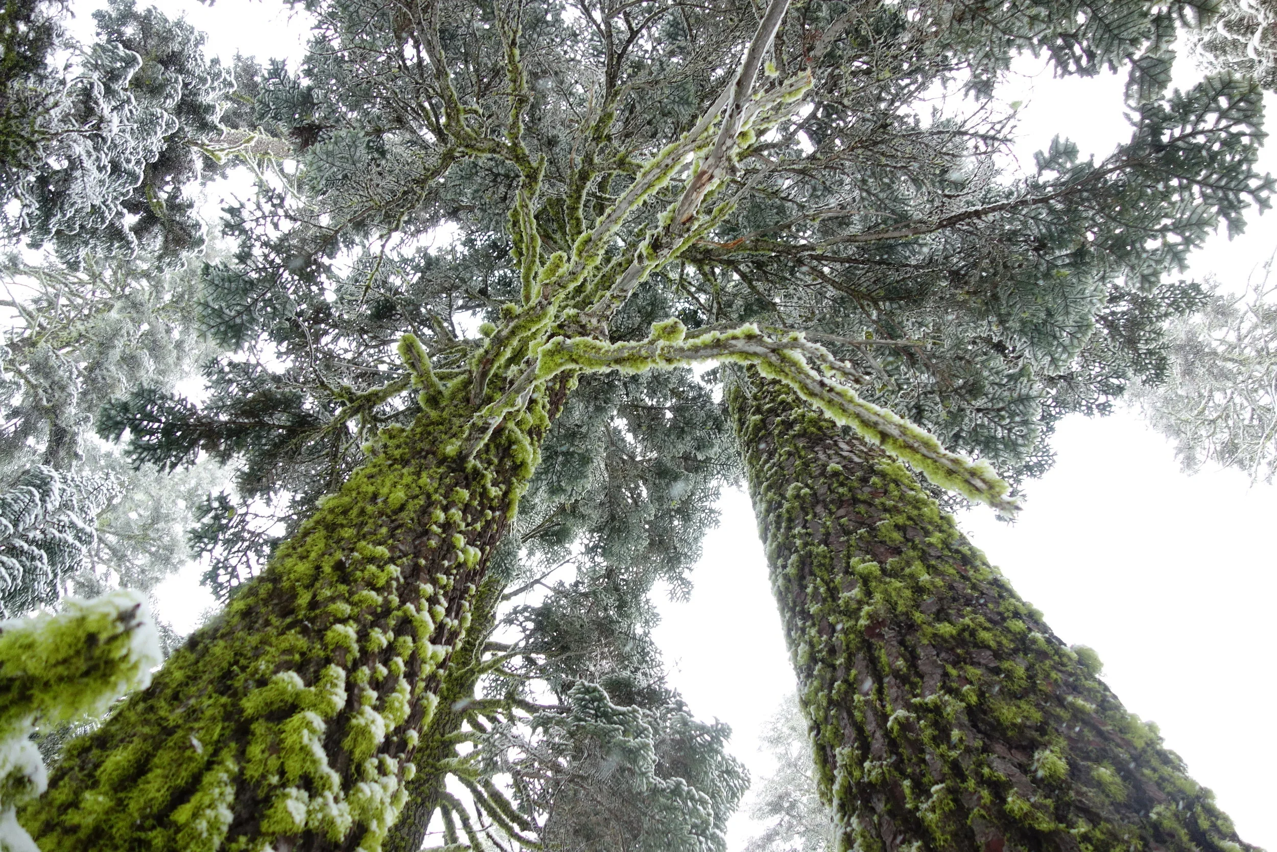 Mt. Shasta Spiritual Tours