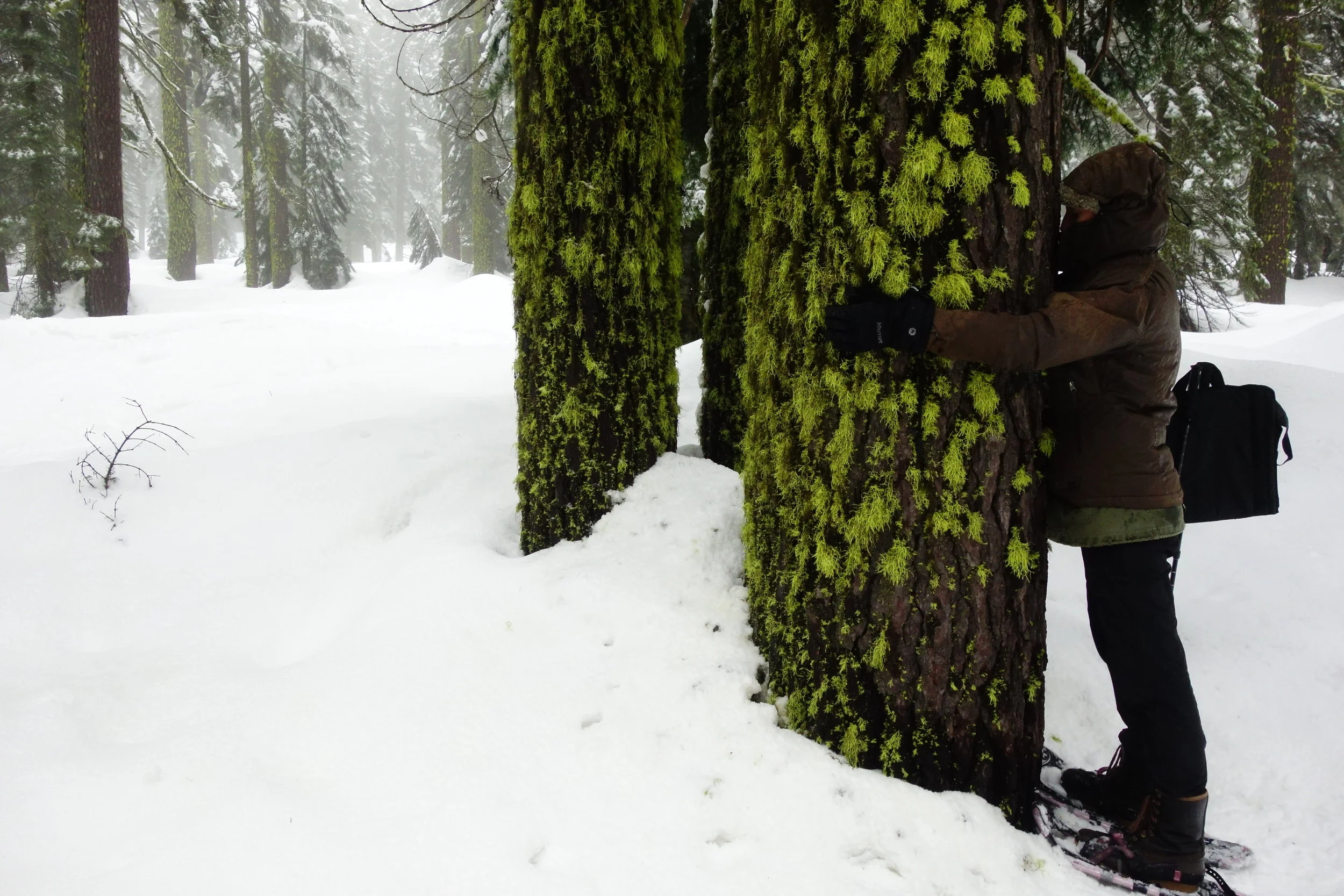 Mt Shasta Spiritual Tours