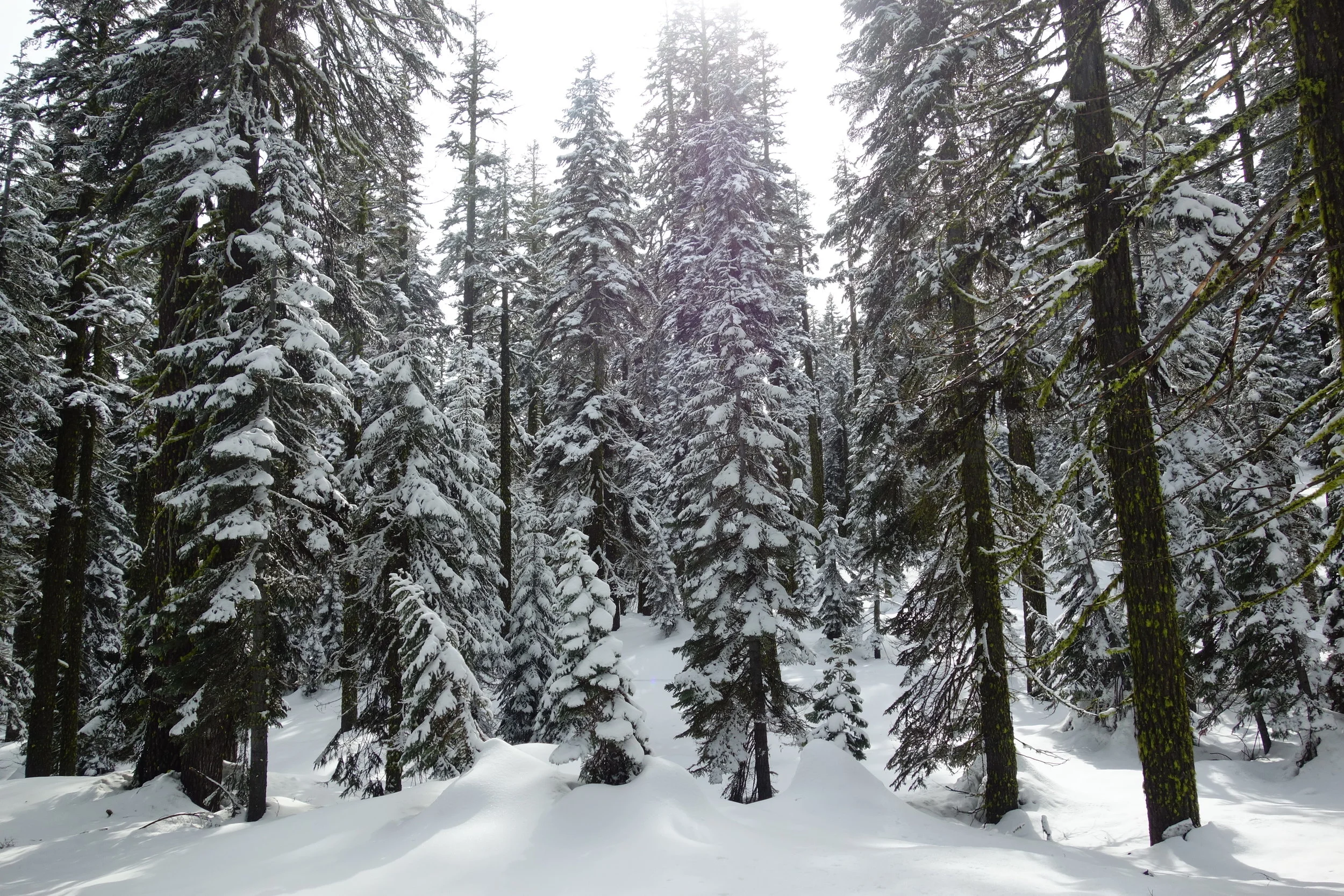 Mt Shasta Spiritual Tours