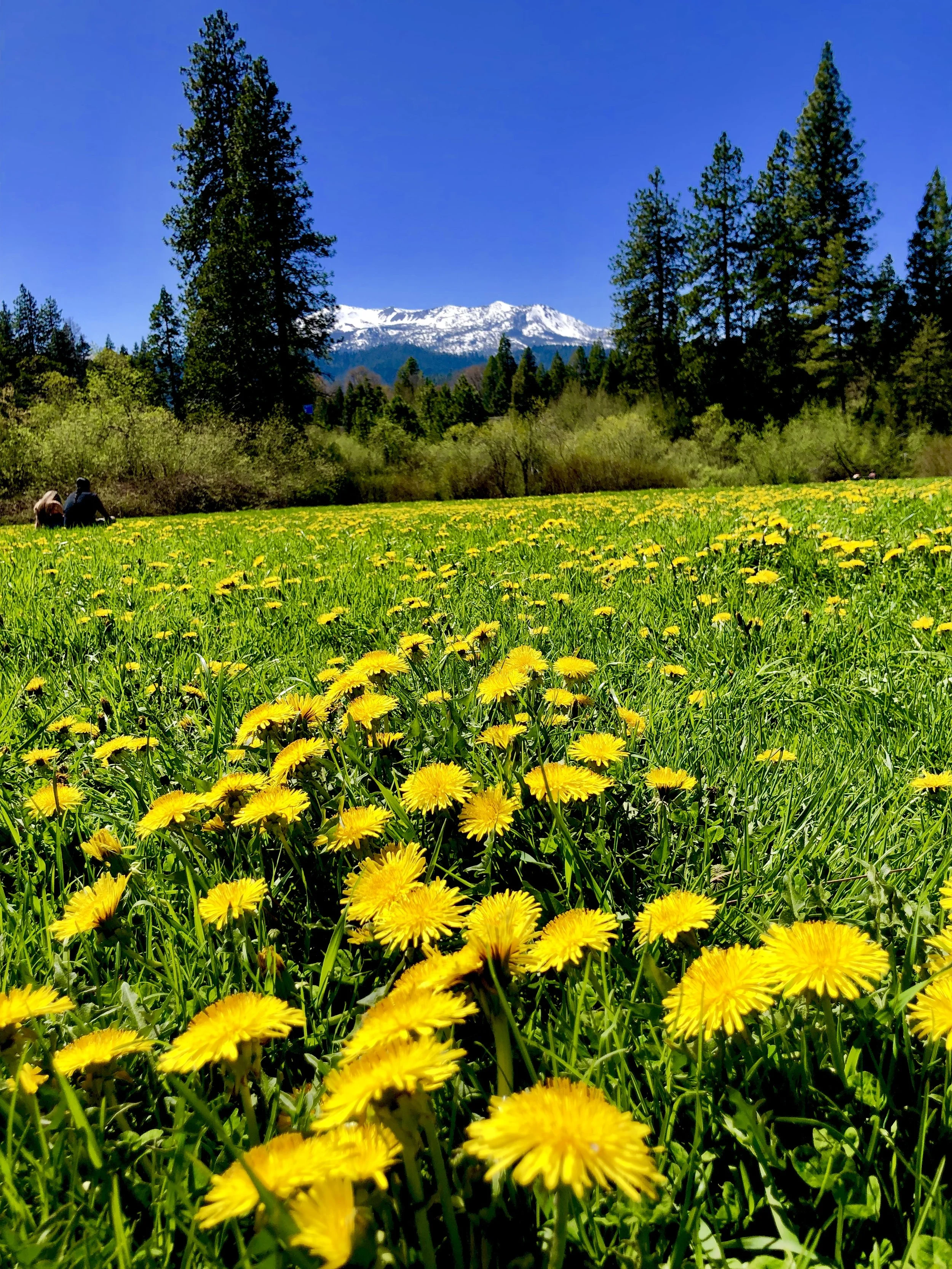 Mt. Shasta Spiritual Tours