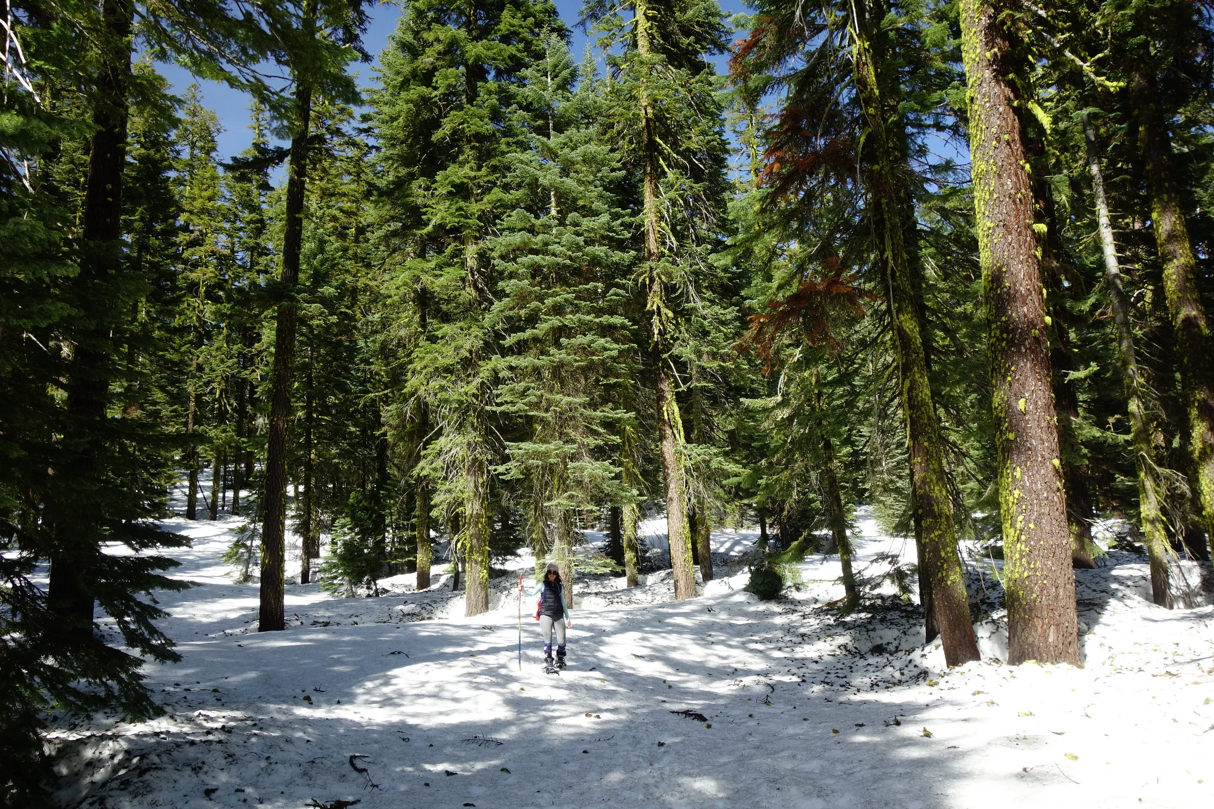 Mt. Shasta Spiritual Tours