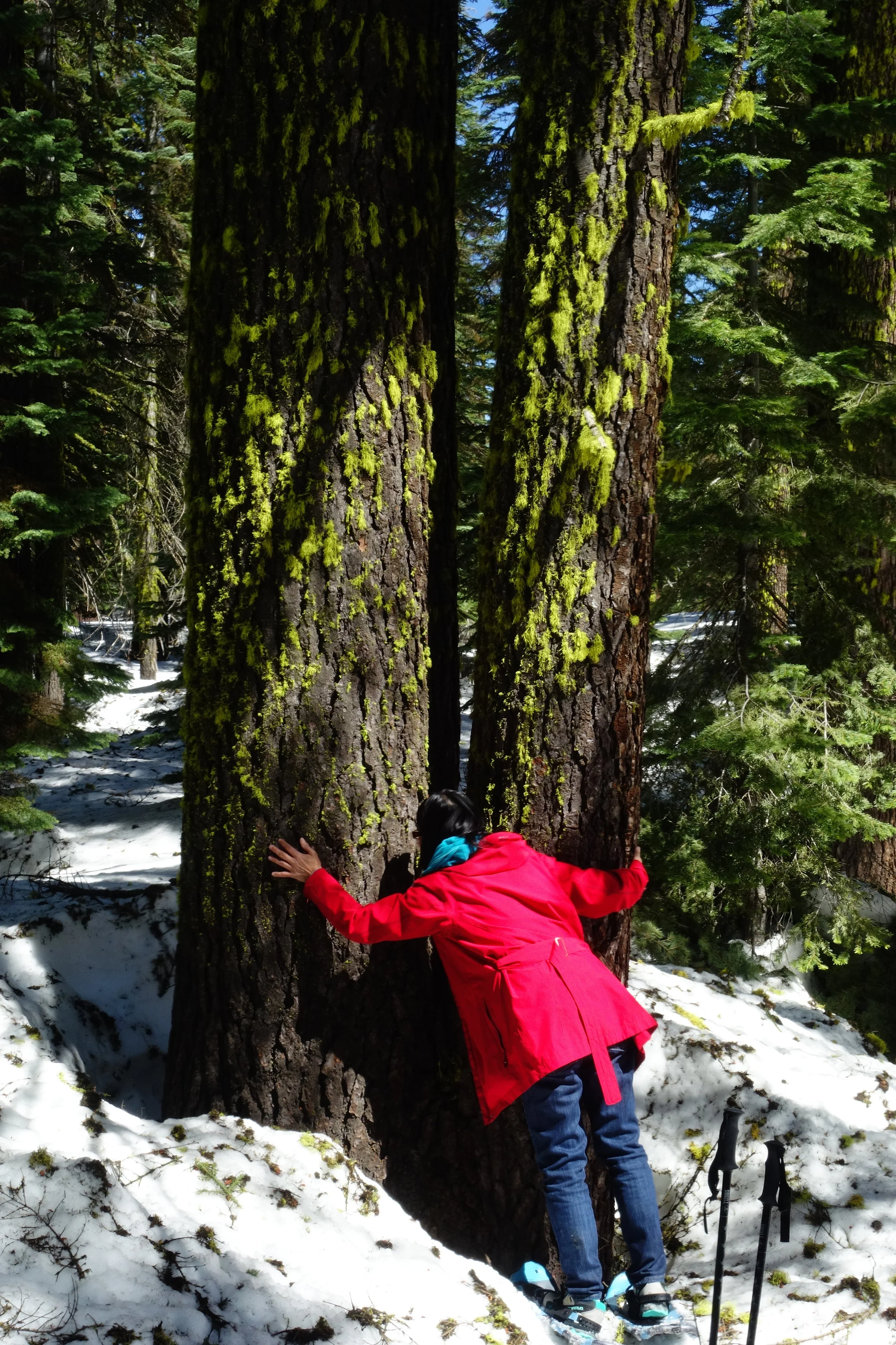Mt. Shasta Spiritual Tours