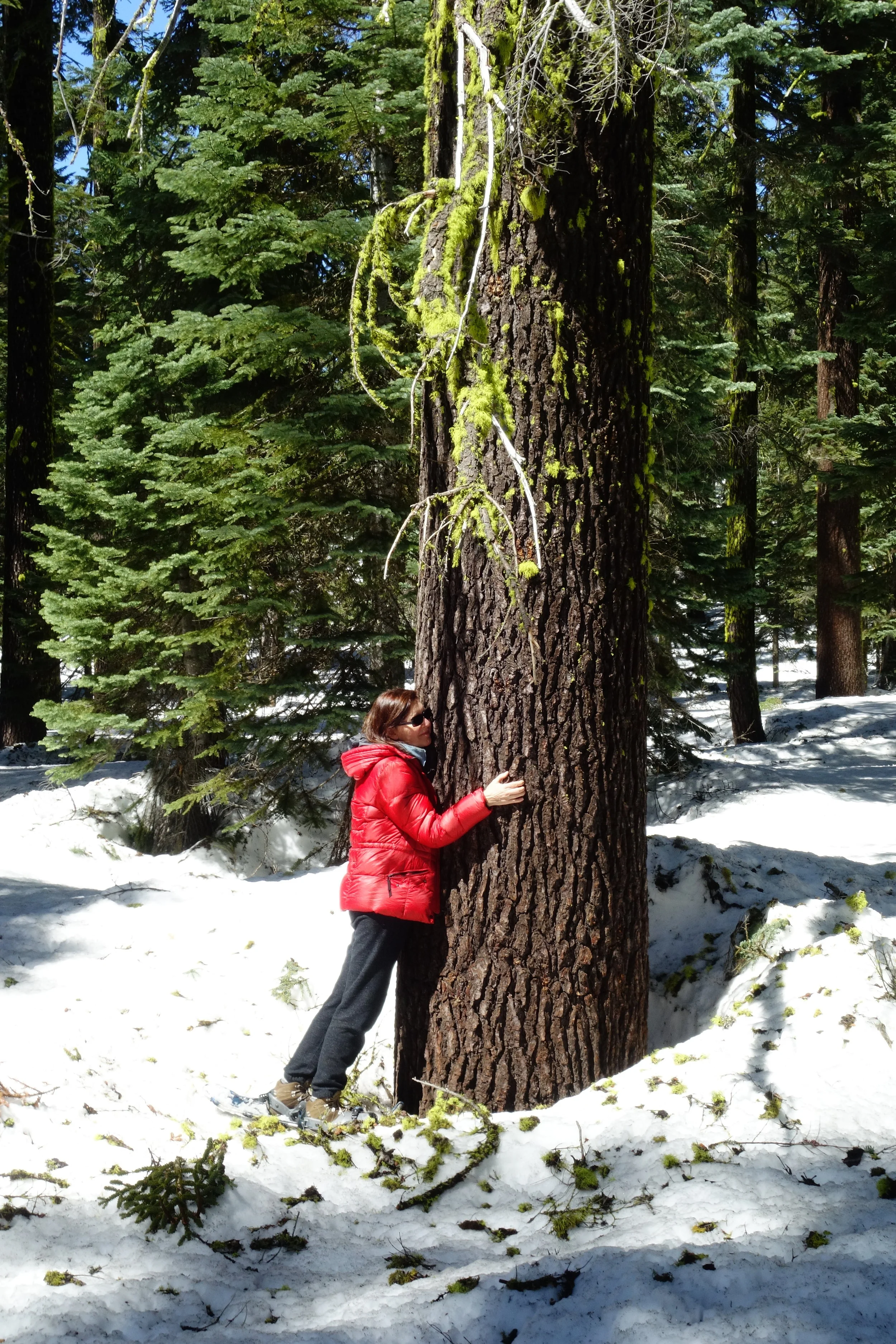 Mt. Shasta Spiritual Tours