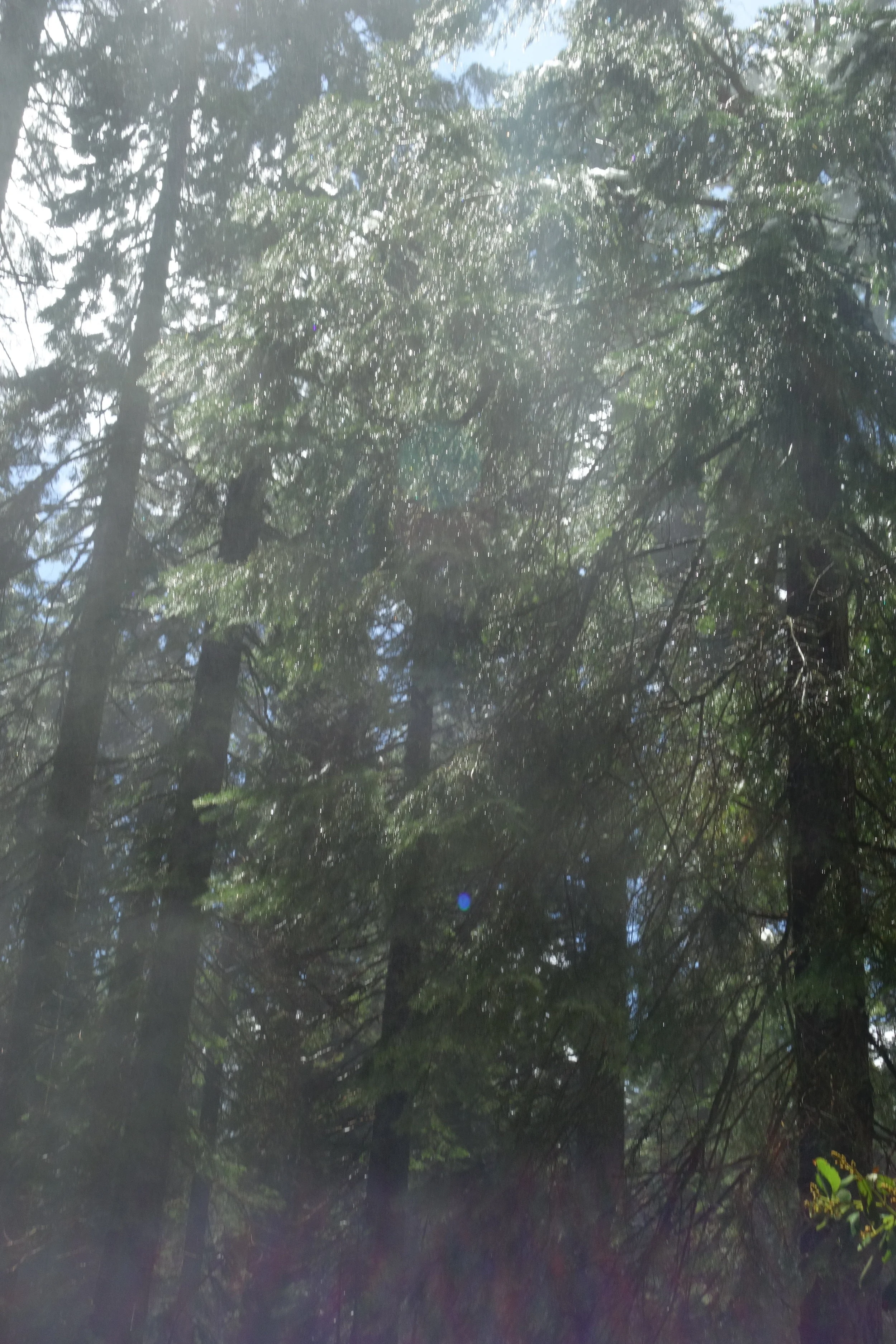 Mt Shasta Spiritual Tours