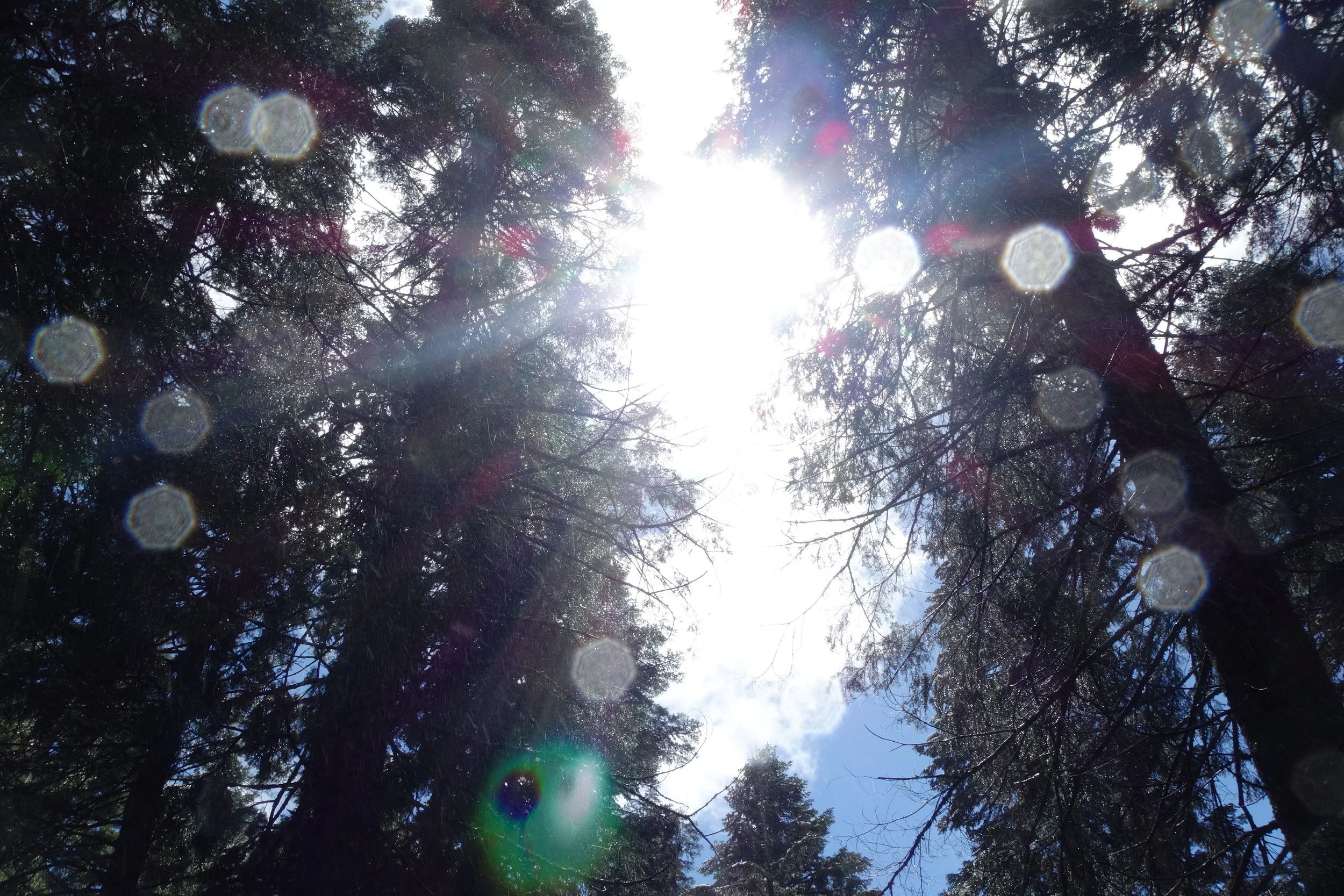 Mt Shasta Spiritual Tours