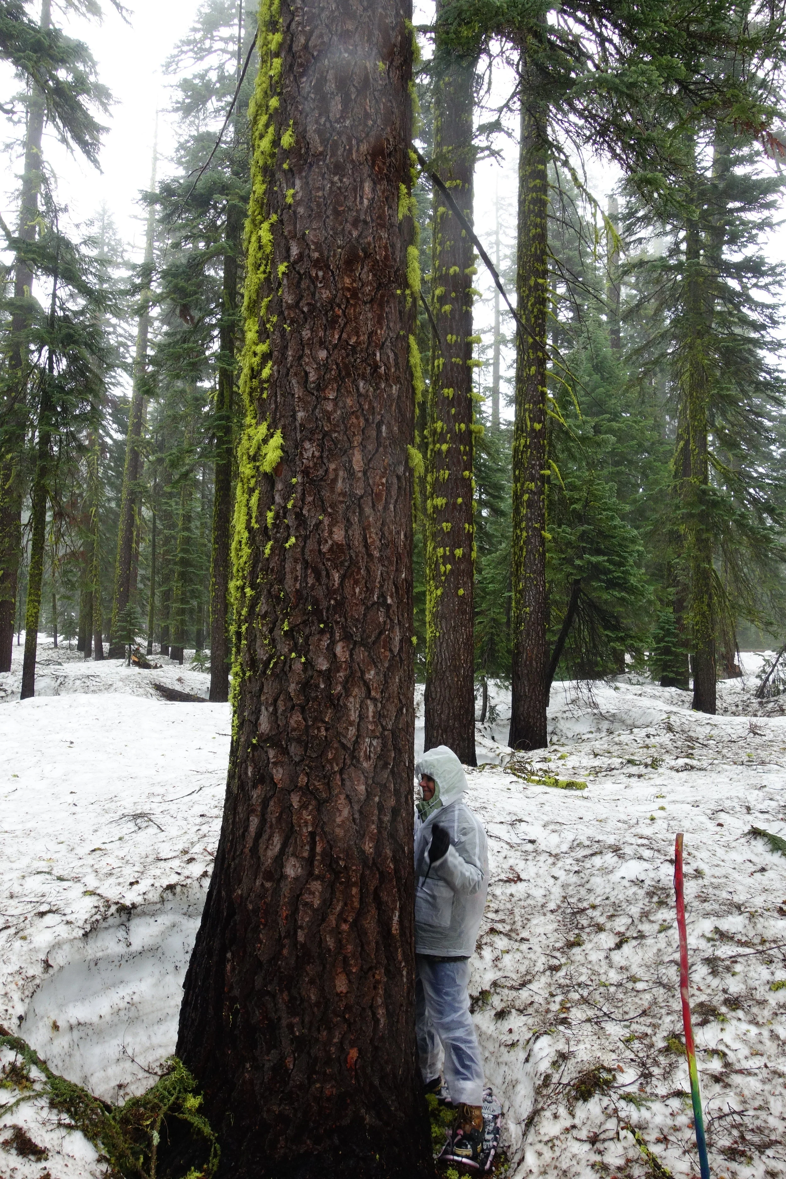 Mt Shasta Spiritual Tours