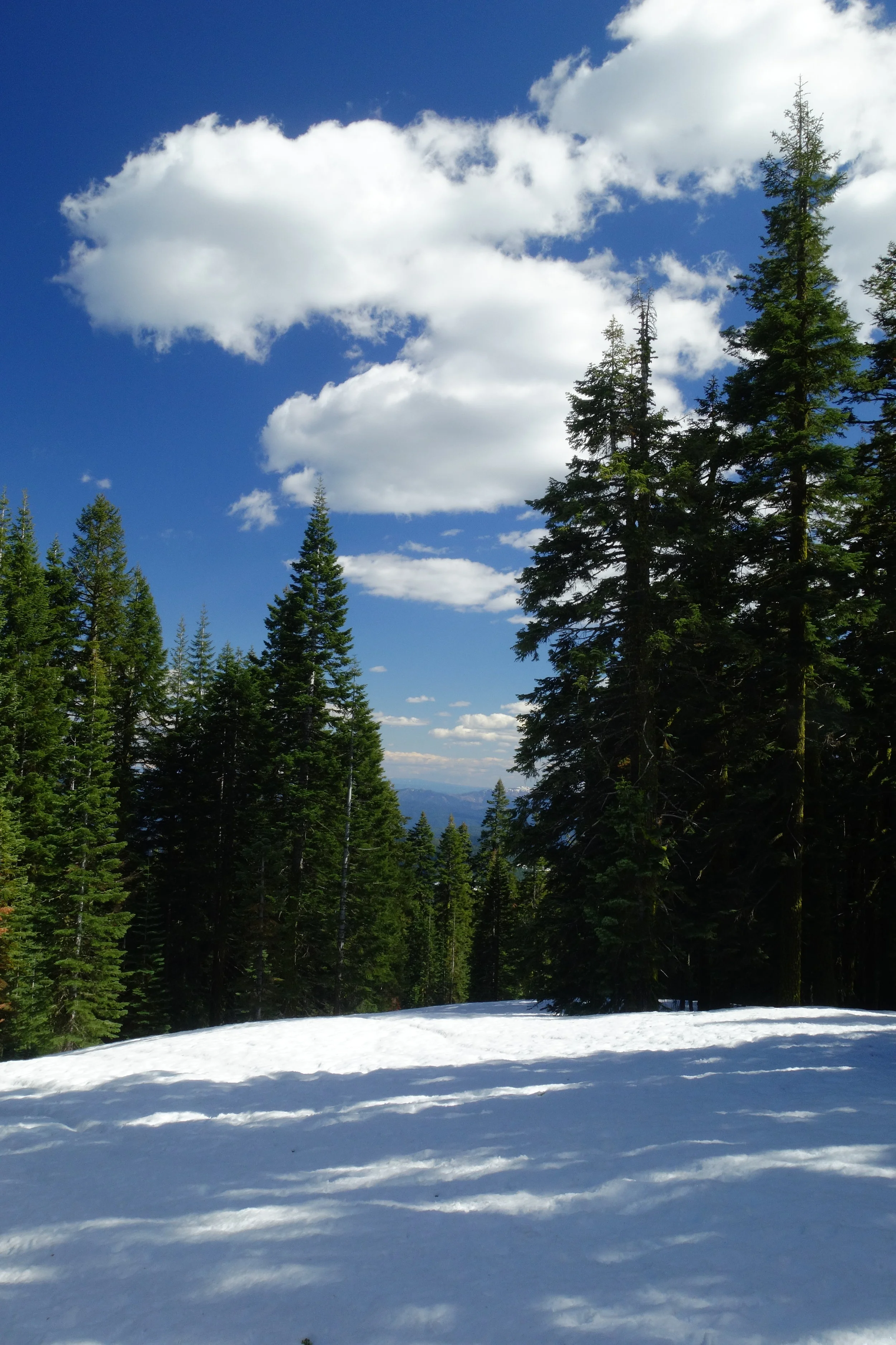 Mt Shasta Spiritual Tours