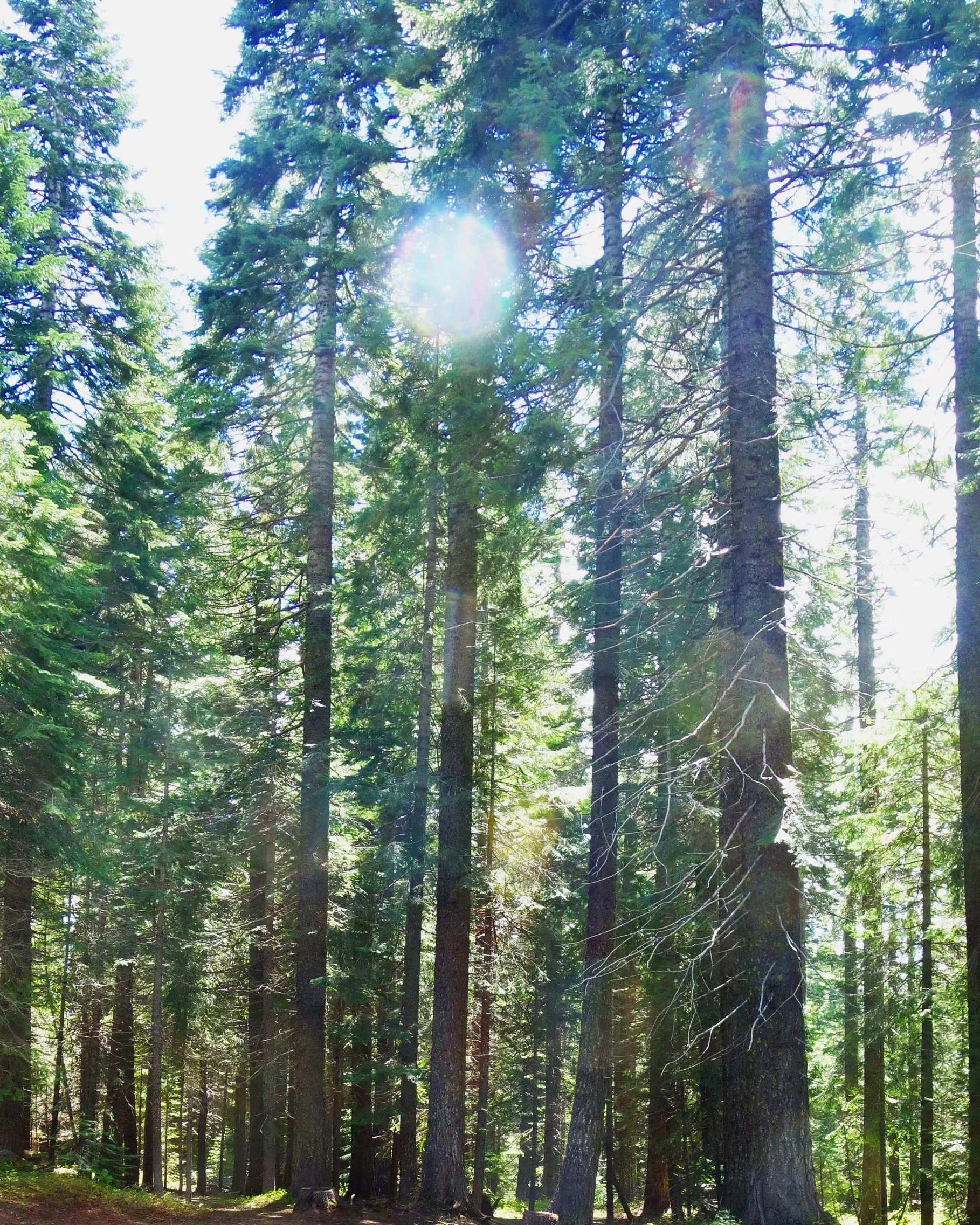 Mt Shasta Spiritual Tours