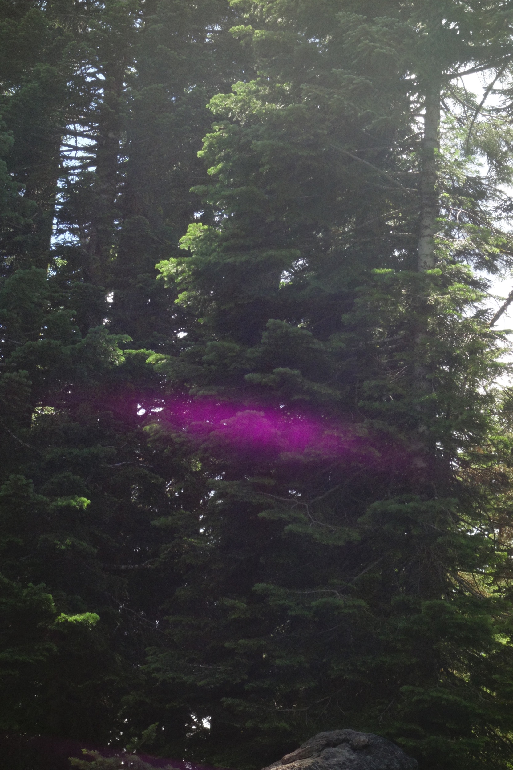 Mt Shasta Spiritual Tours
