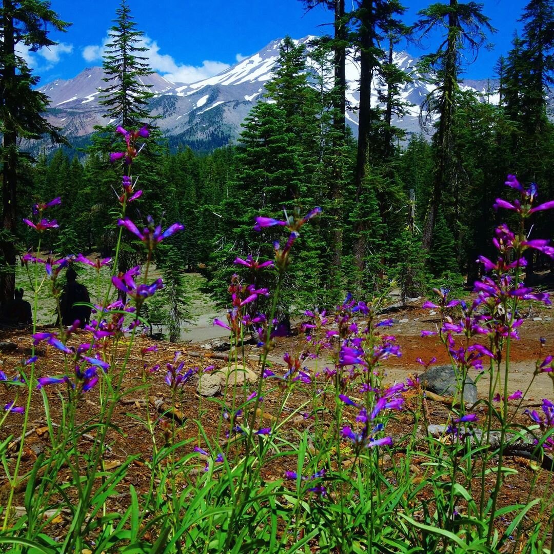 Mt Shasta Spiritual Tours
