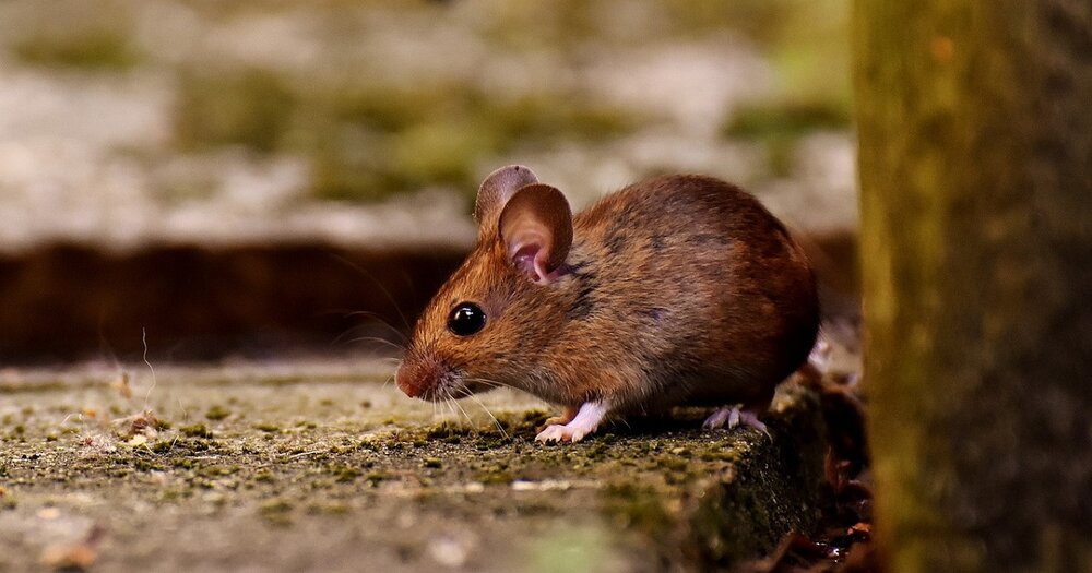 What Does a Dead Mouse Smell Like (and How to Get Rid of It) — Crystal  Clean Vents